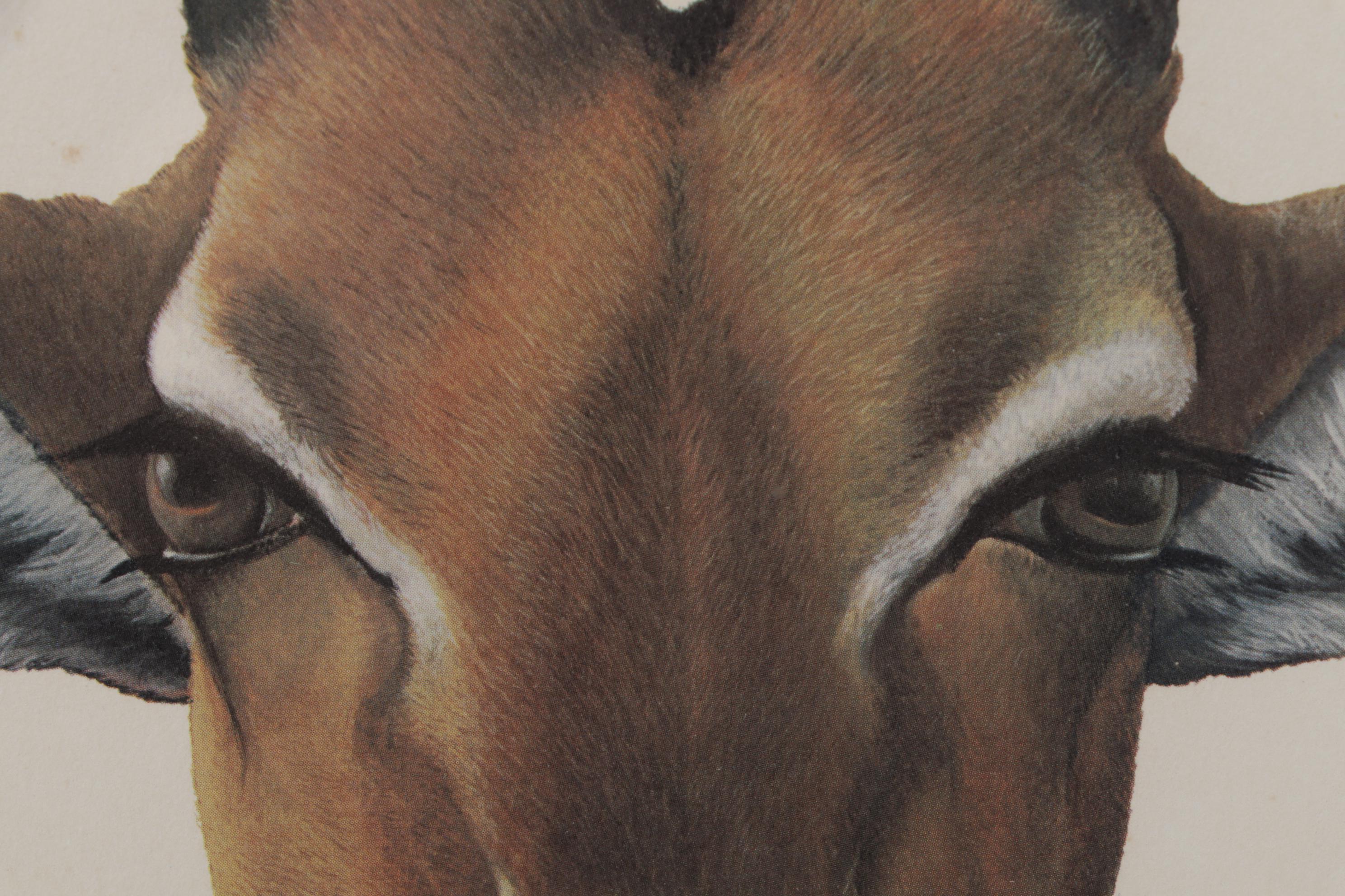 Ray Harm Offset Lithograph "Impala," Circa 1970