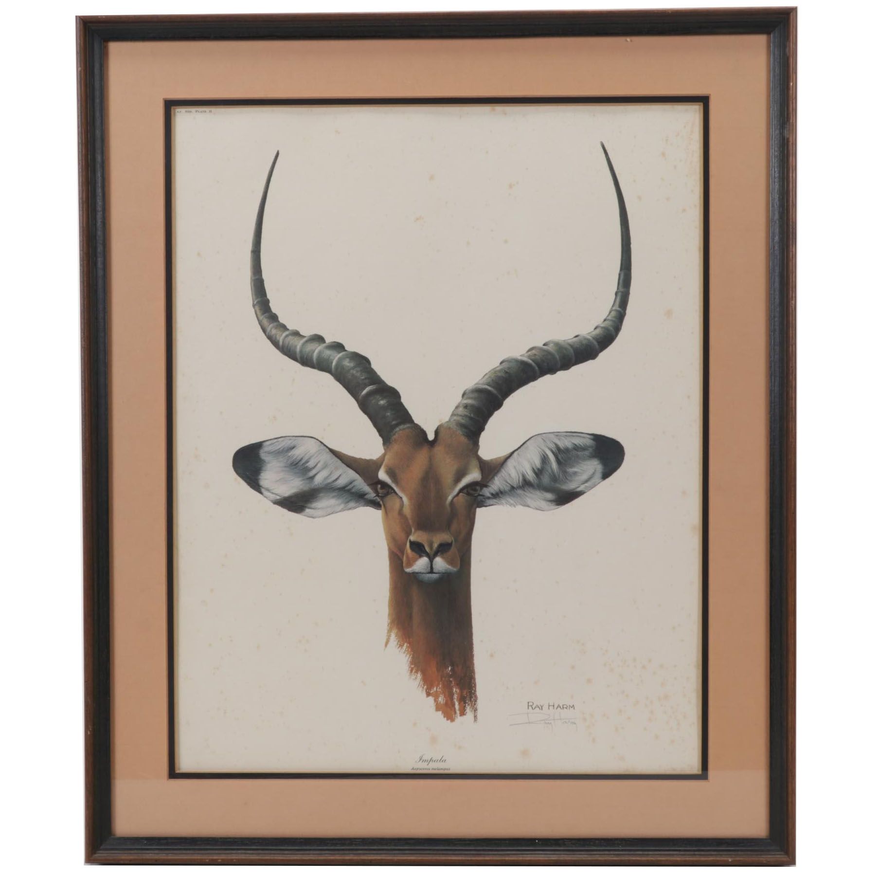 Ray Harm Offset Lithograph "Impala," Circa 1970