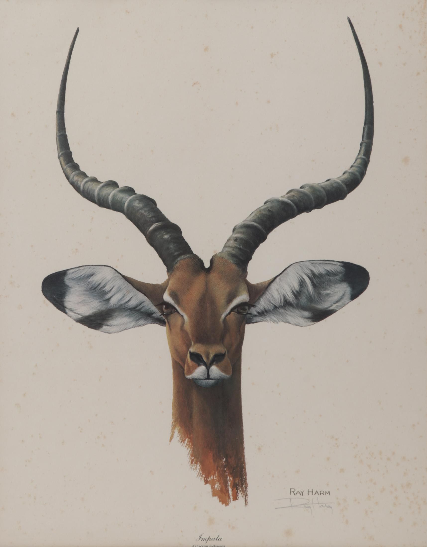 Ray Harm Offset Lithograph "Impala," Circa 1970