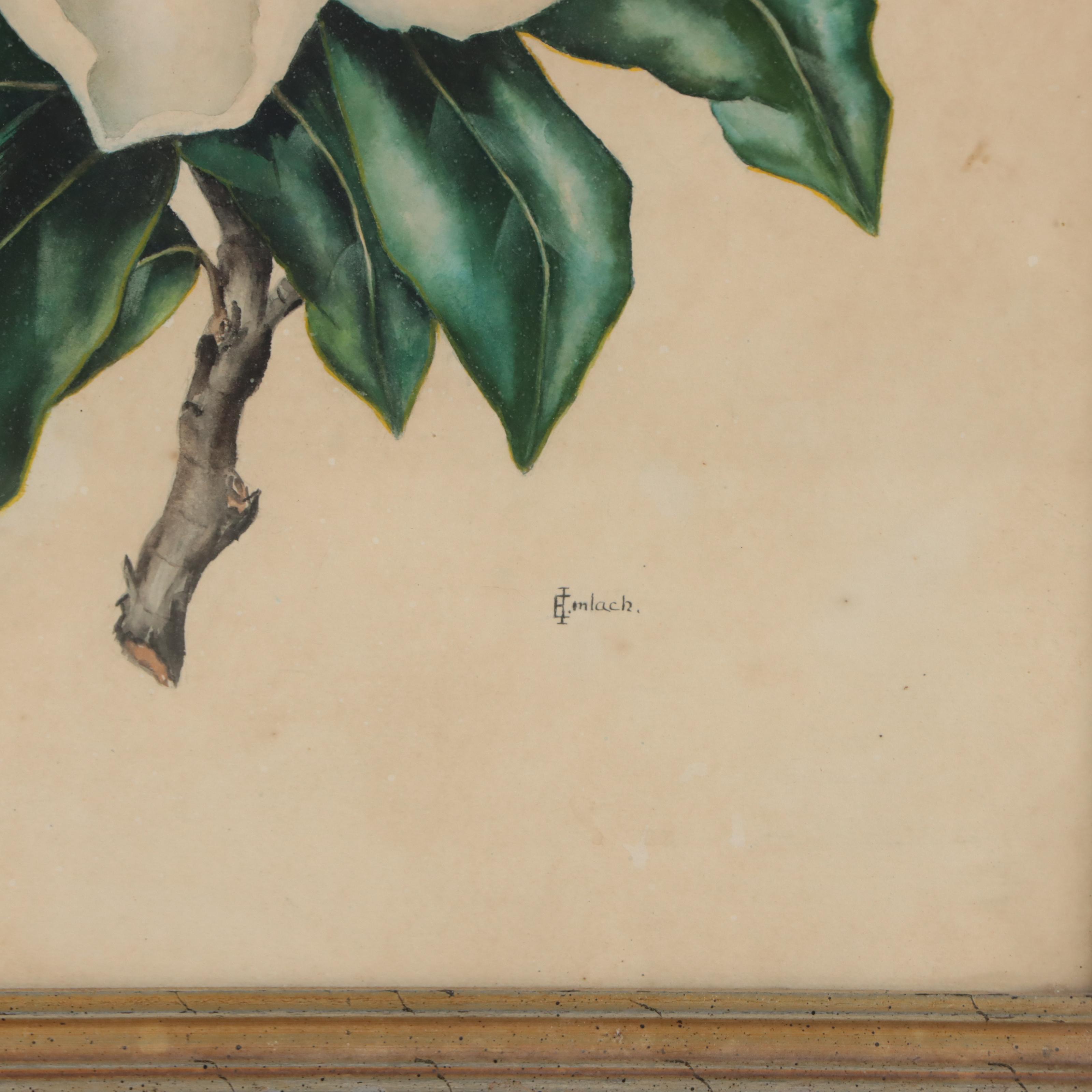 E. Imlach Watercolor Painting of Magnolia Blossom