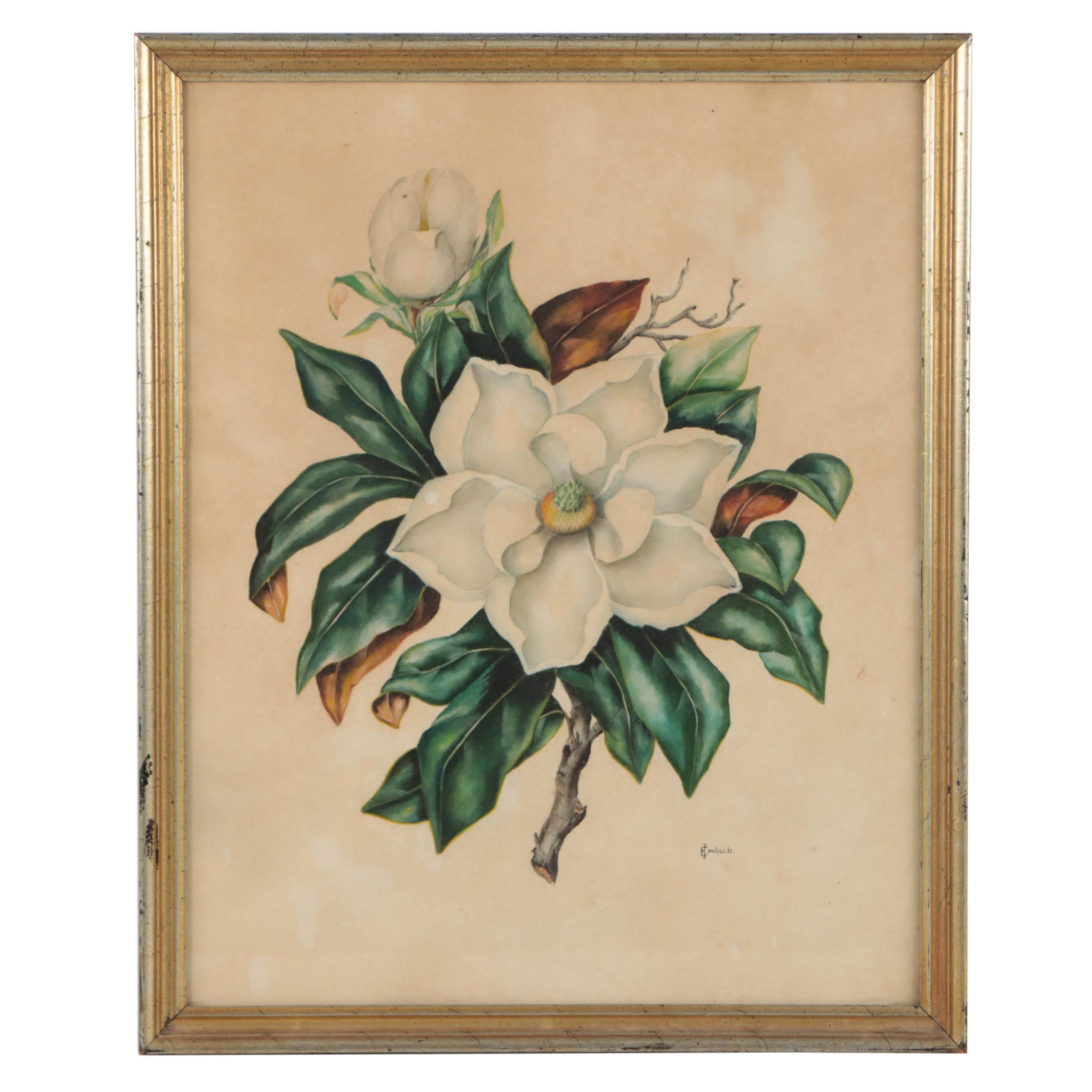 E. Imlach Watercolor Painting of Magnolia Blossom