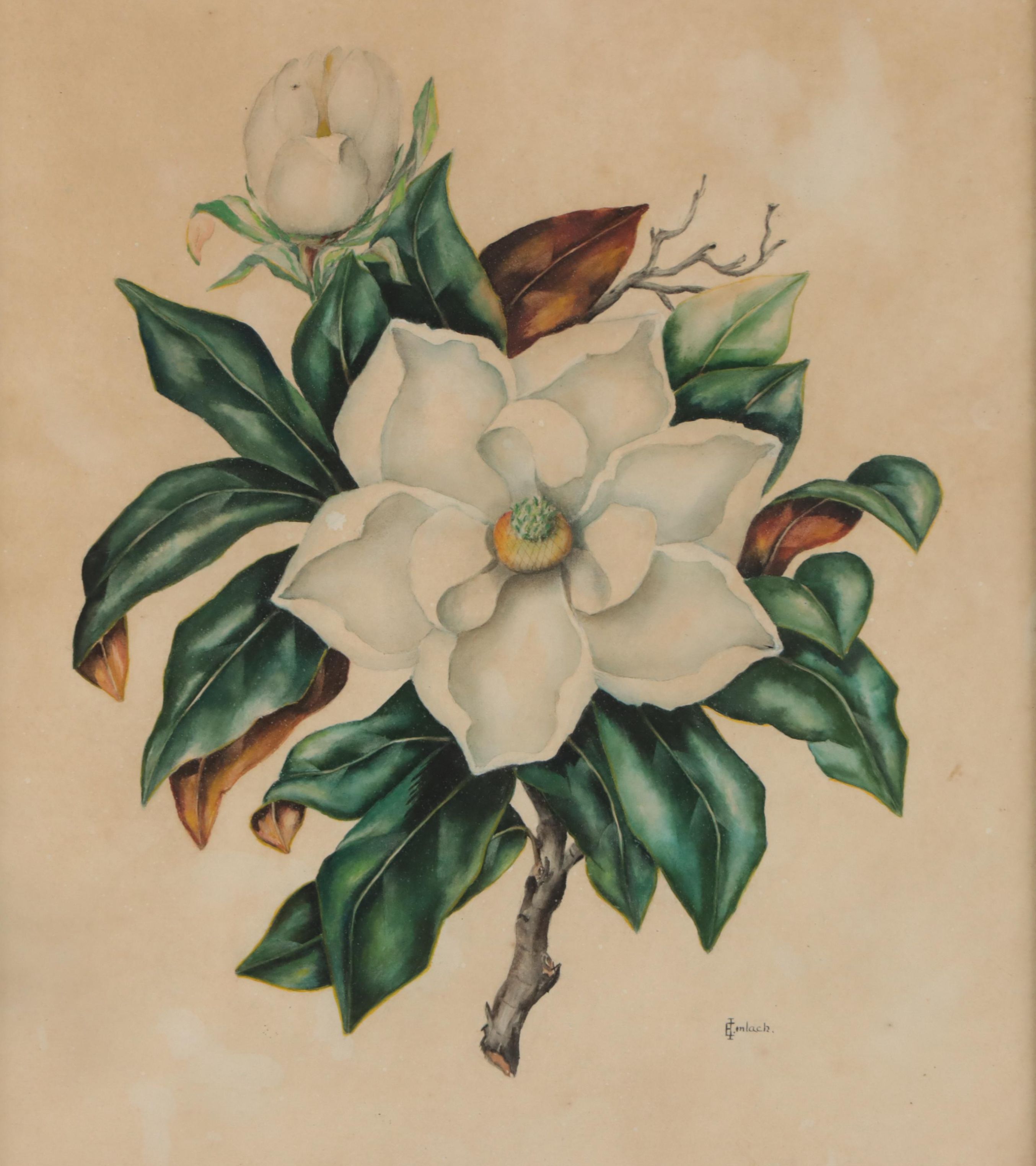 E. Imlach Watercolor Painting of Magnolia Blossom