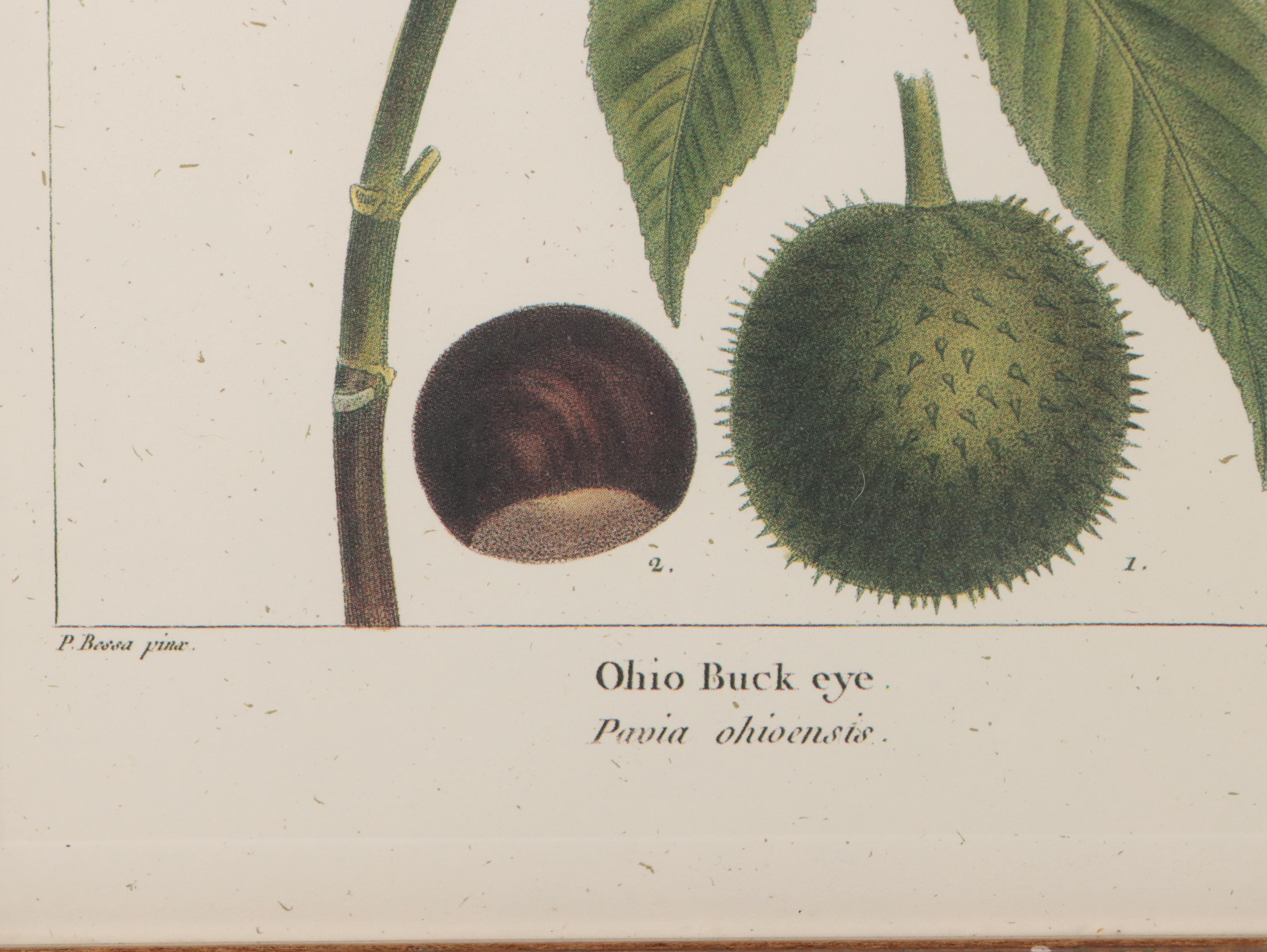 Offset Lithographs After Pancrace Bessa "Papaw," and More