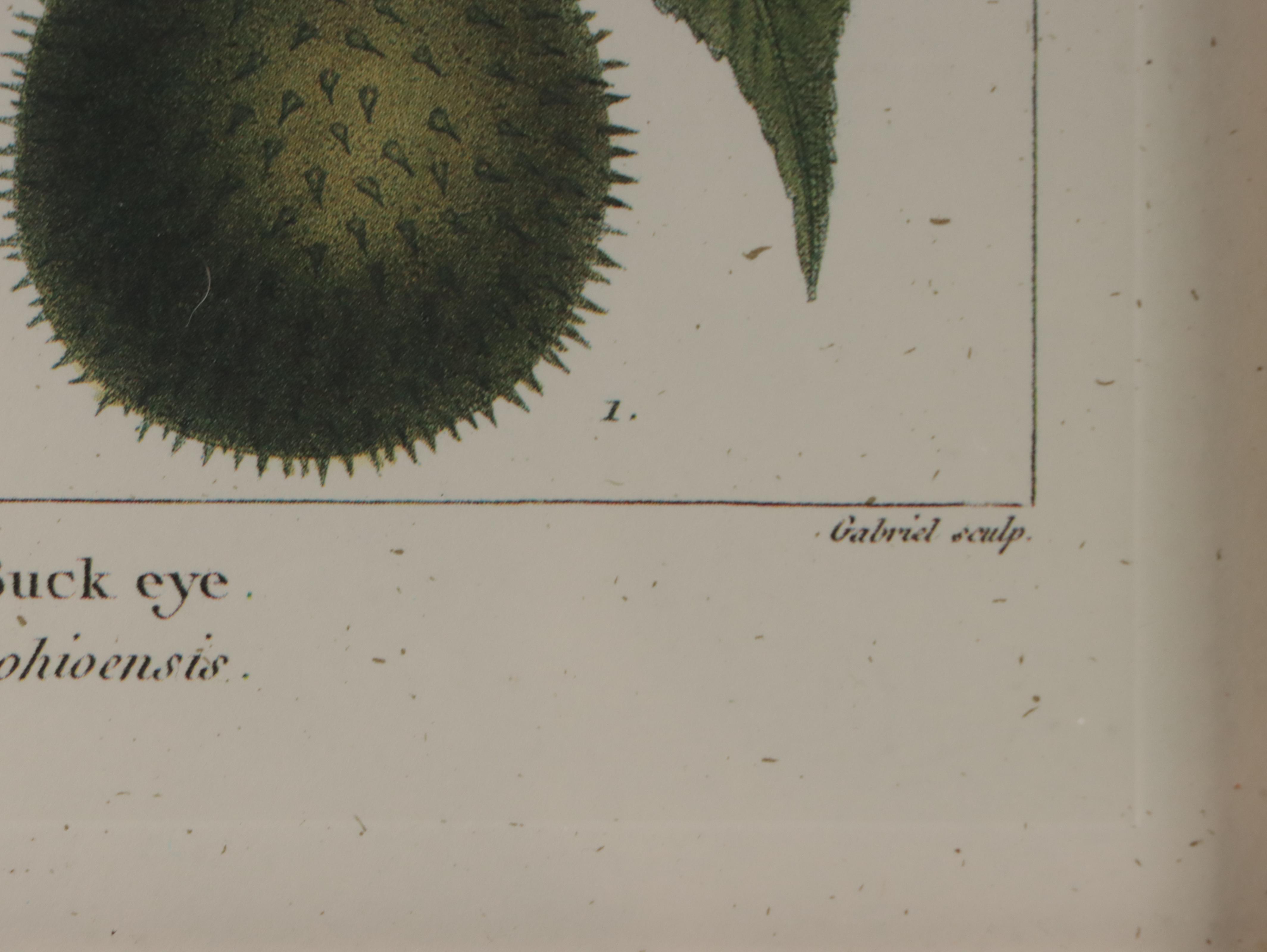 Offset Lithographs After Pancrace Bessa "Papaw," and More