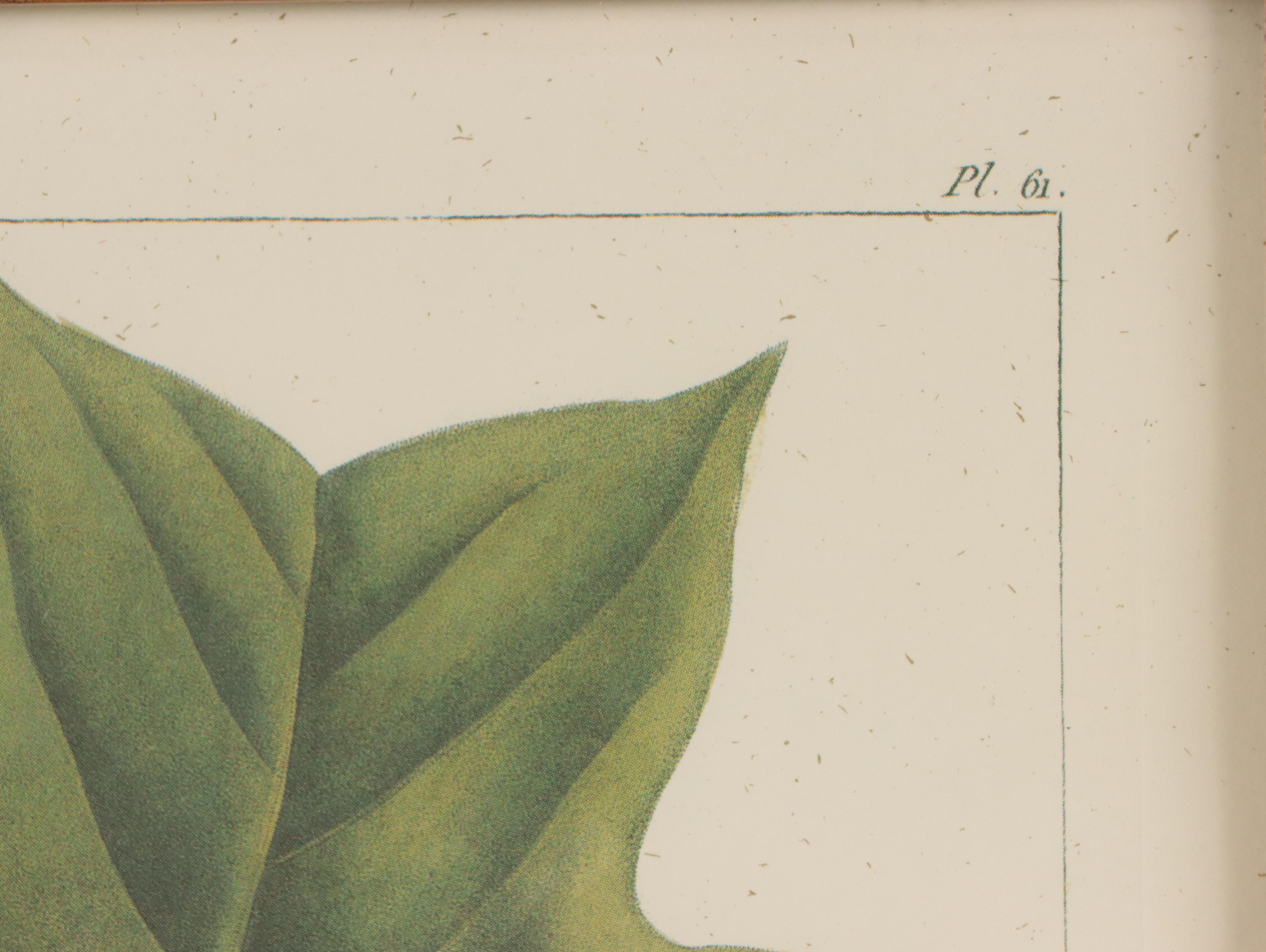 Offset Lithographs After Pancrace Bessa "Papaw," and More