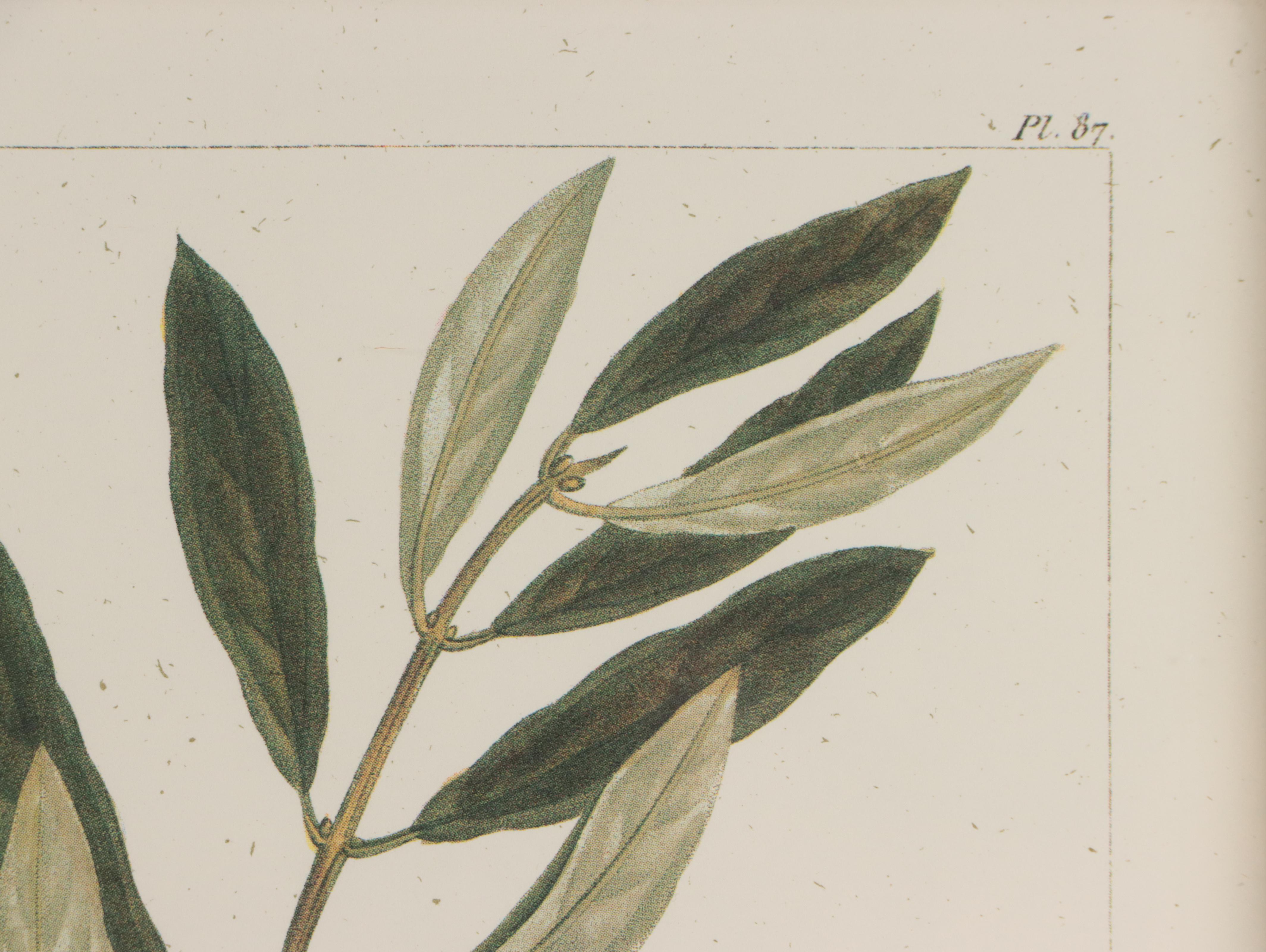 Offset Lithographs After Pancrace Bessa "Papaw," and More