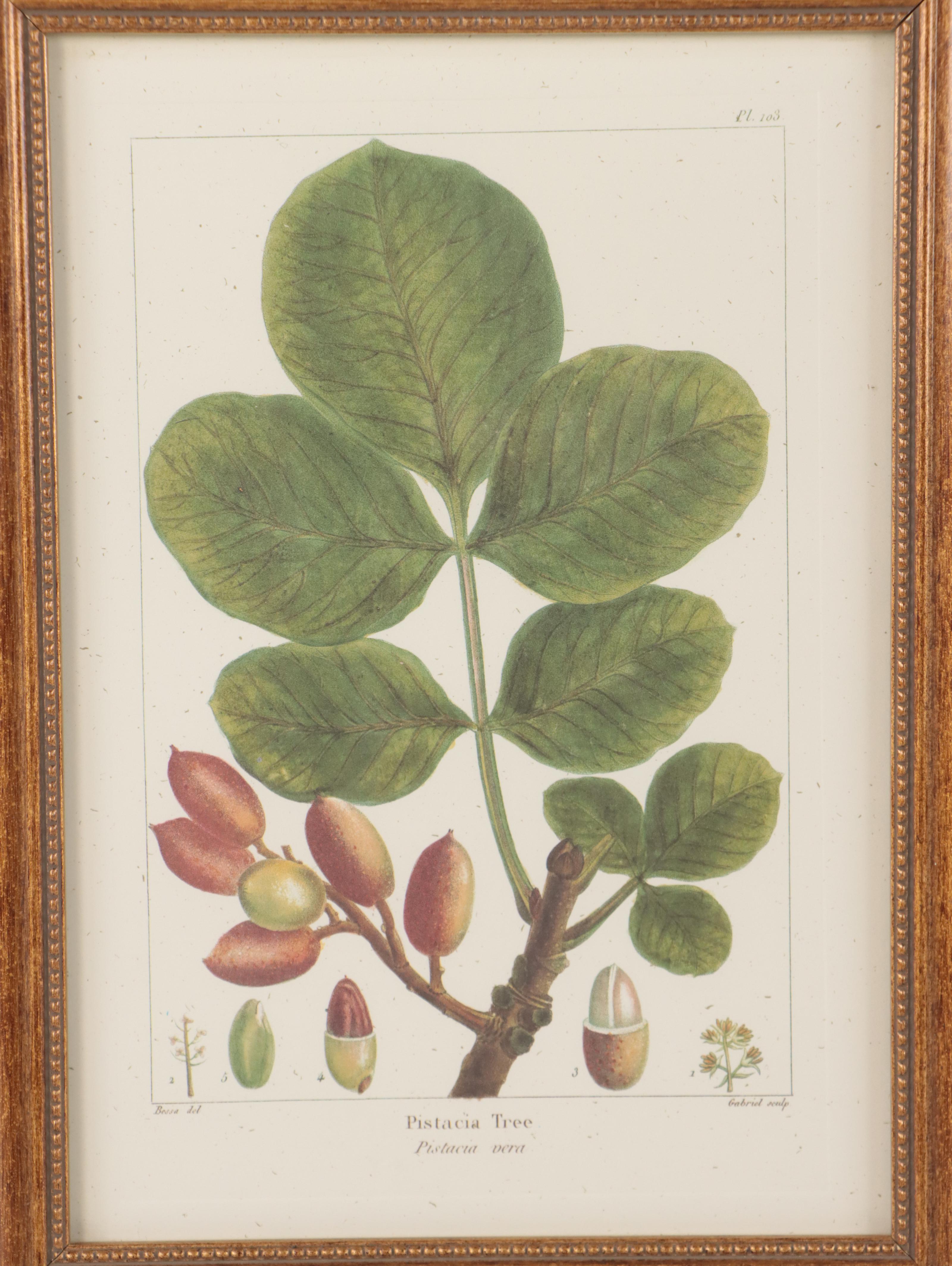 Offset Lithographs After Pancrace Bessa "Papaw," and More