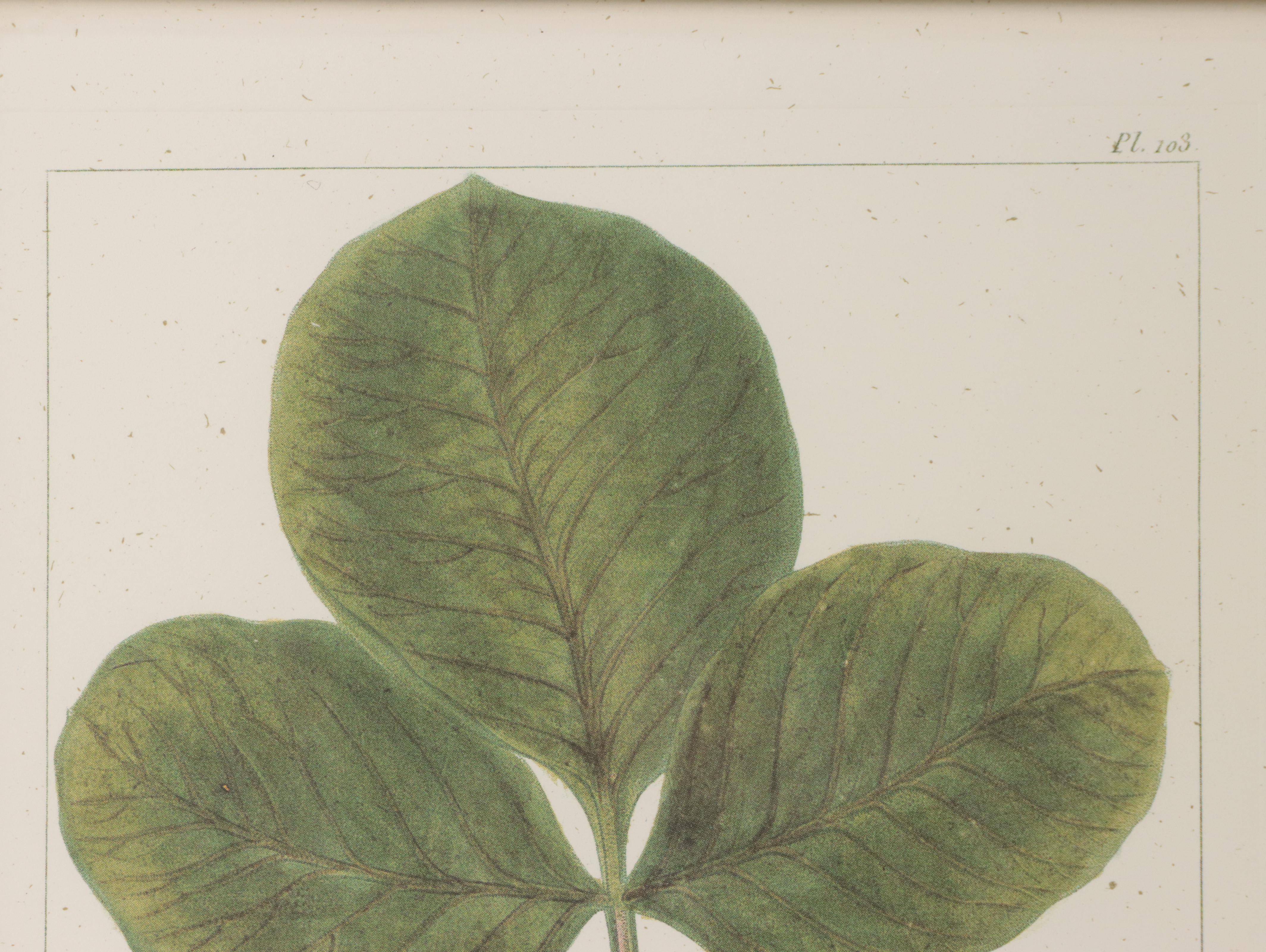 Offset Lithographs After Pancrace Bessa "Papaw," and More