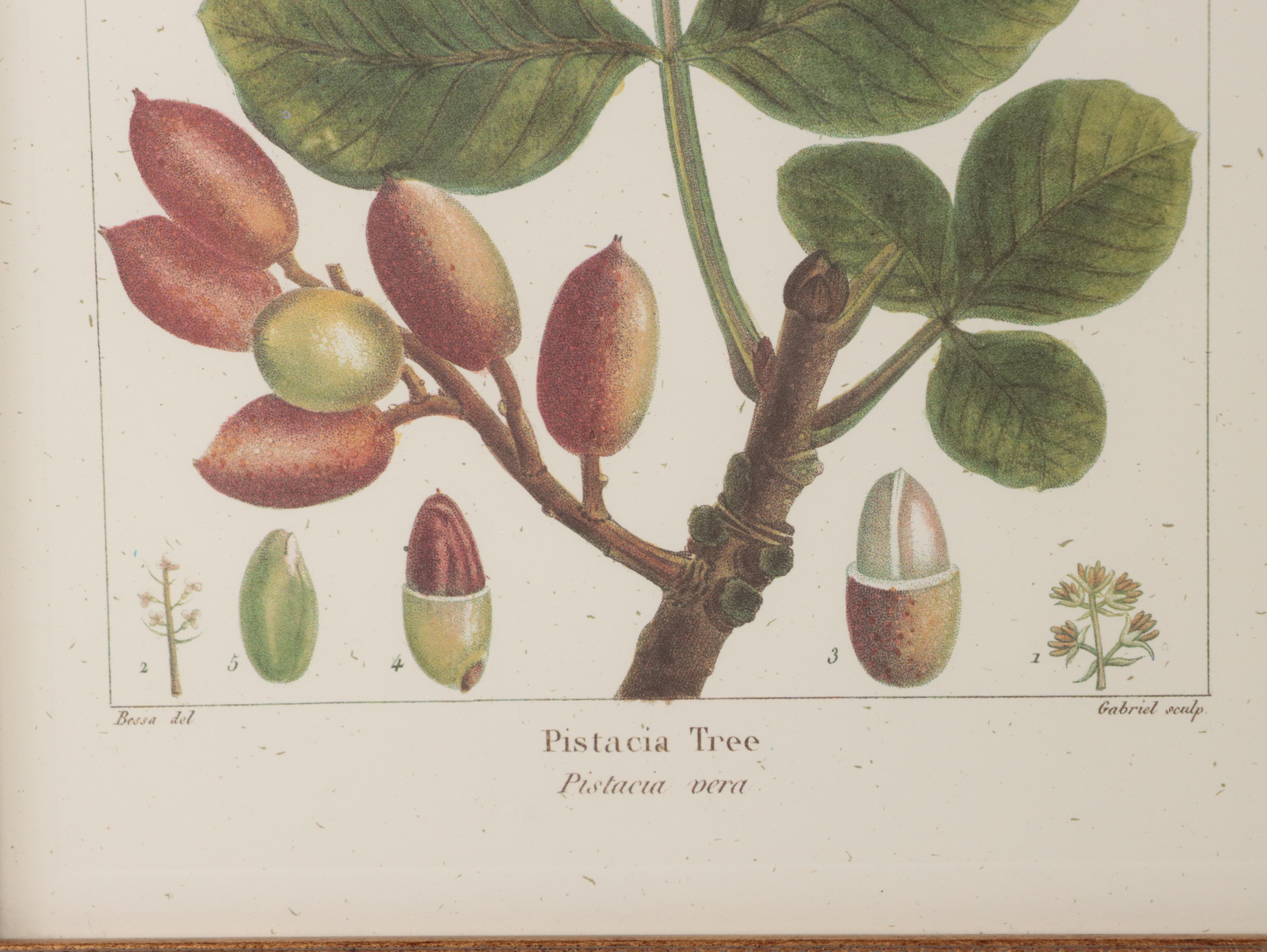 Offset Lithographs After Pancrace Bessa "Papaw," and More