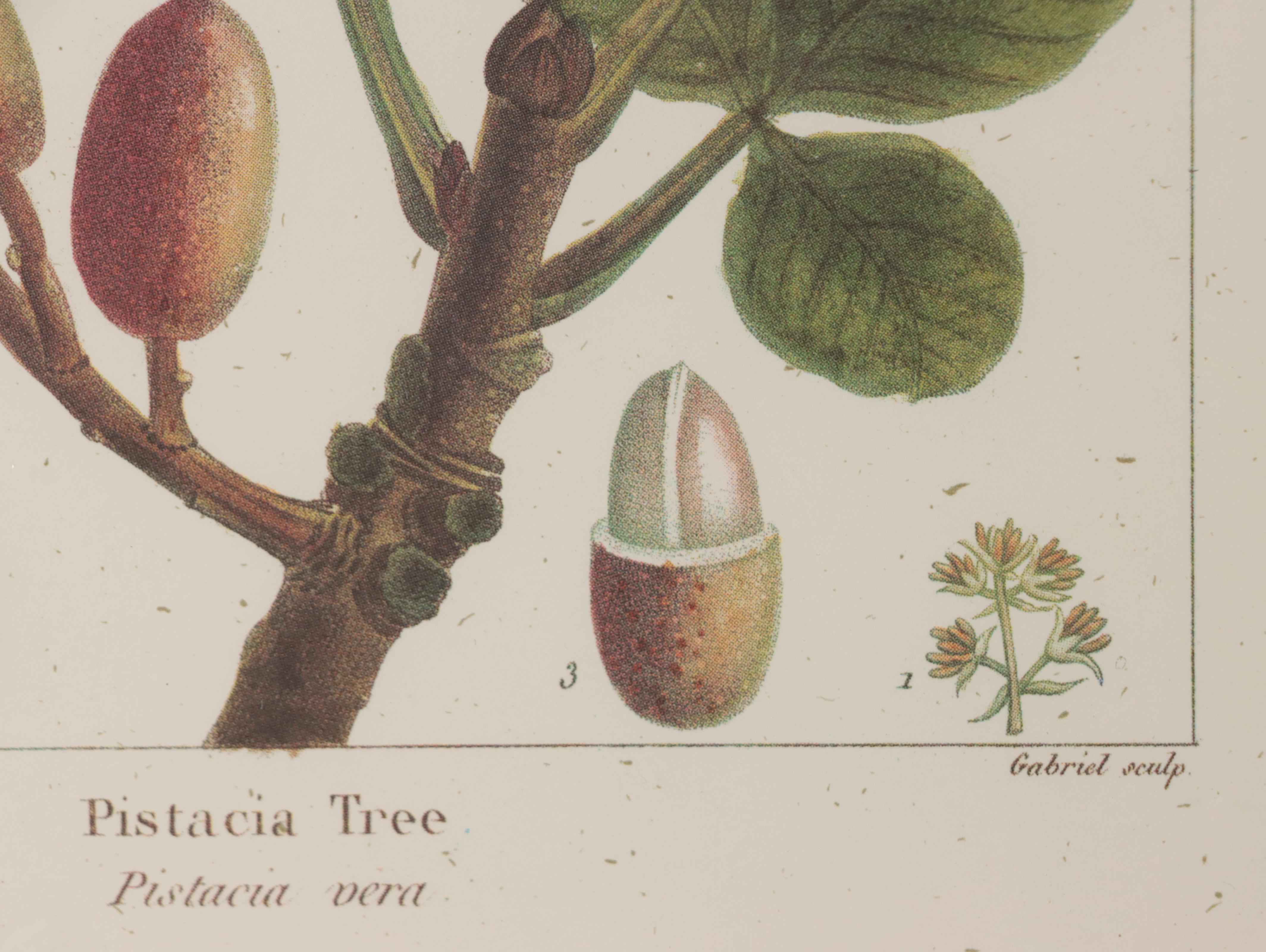 Offset Lithographs After Pancrace Bessa "Papaw," and More