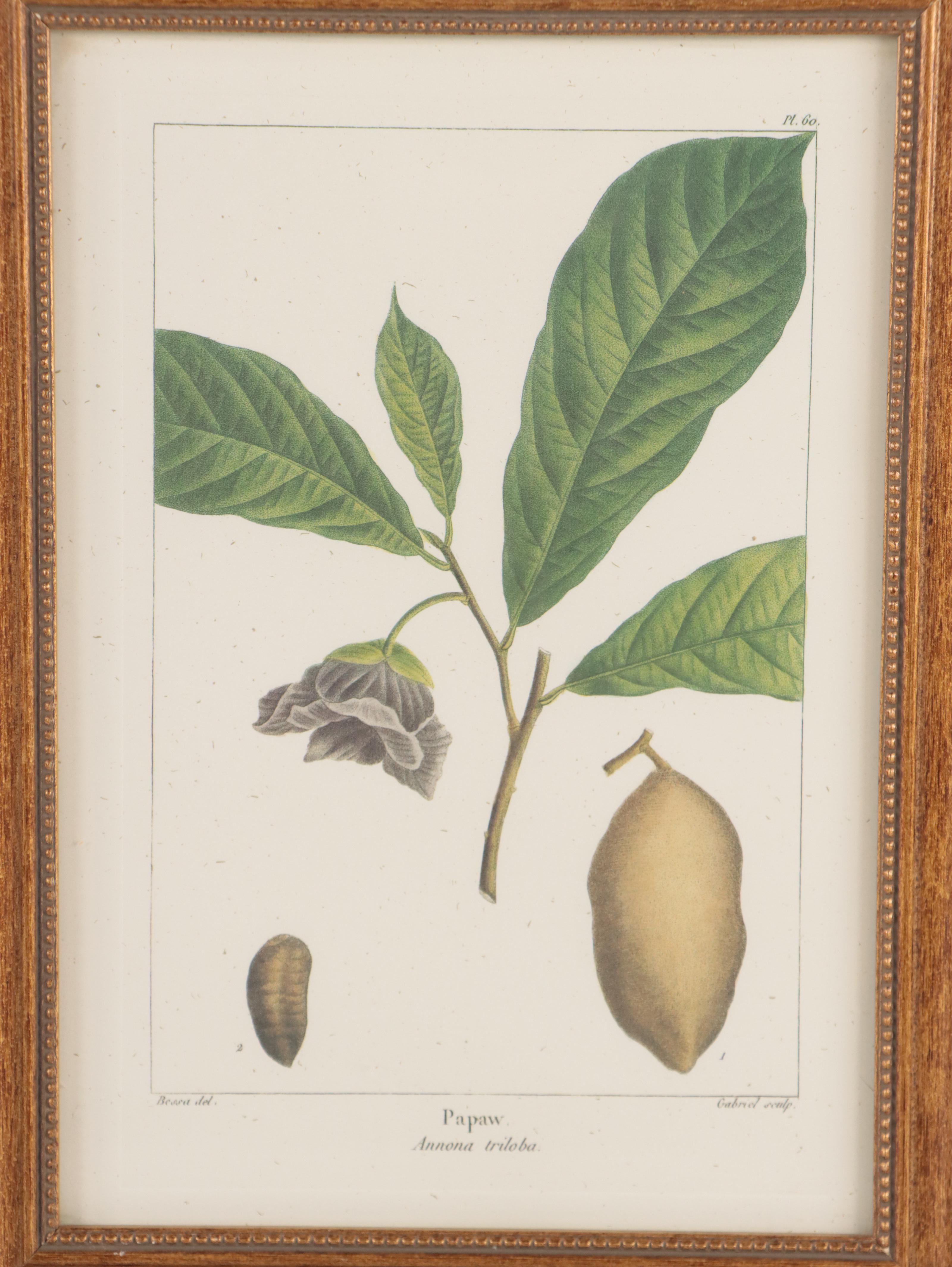 Offset Lithographs After Pancrace Bessa "Papaw," and More