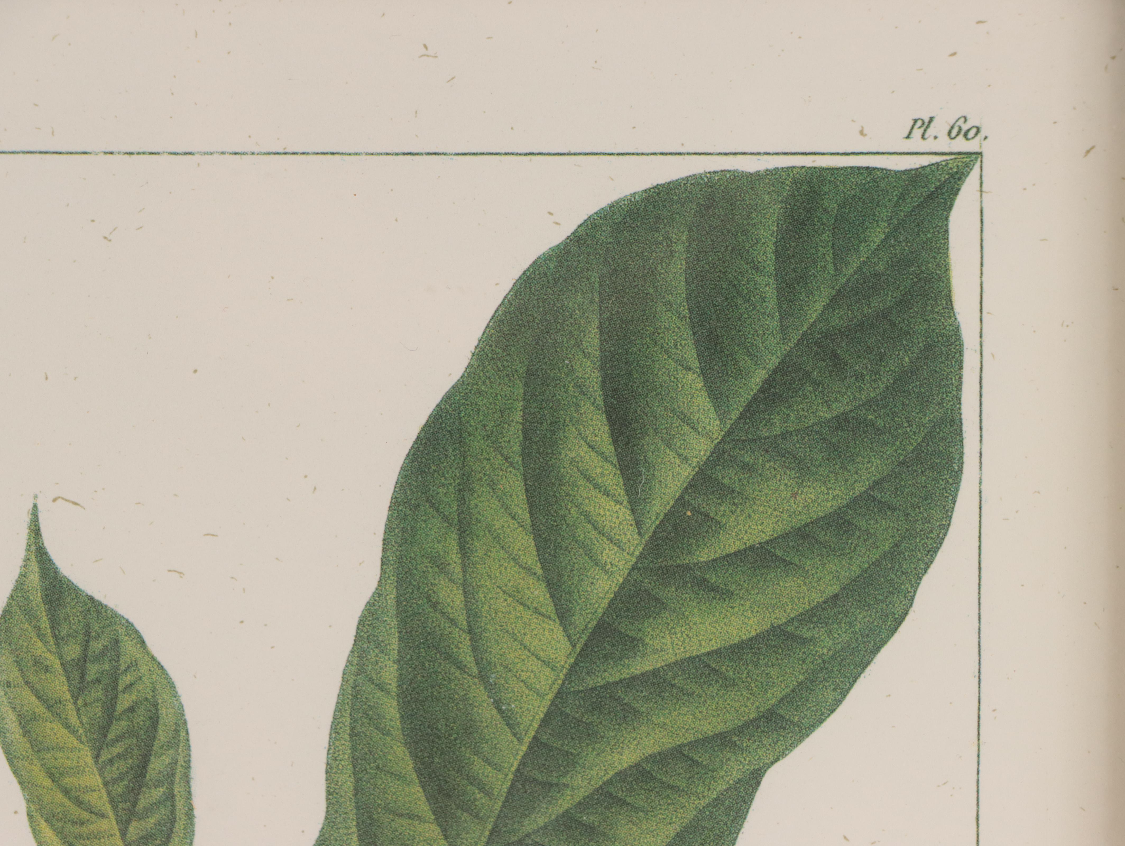 Offset Lithographs After Pancrace Bessa "Papaw," and More