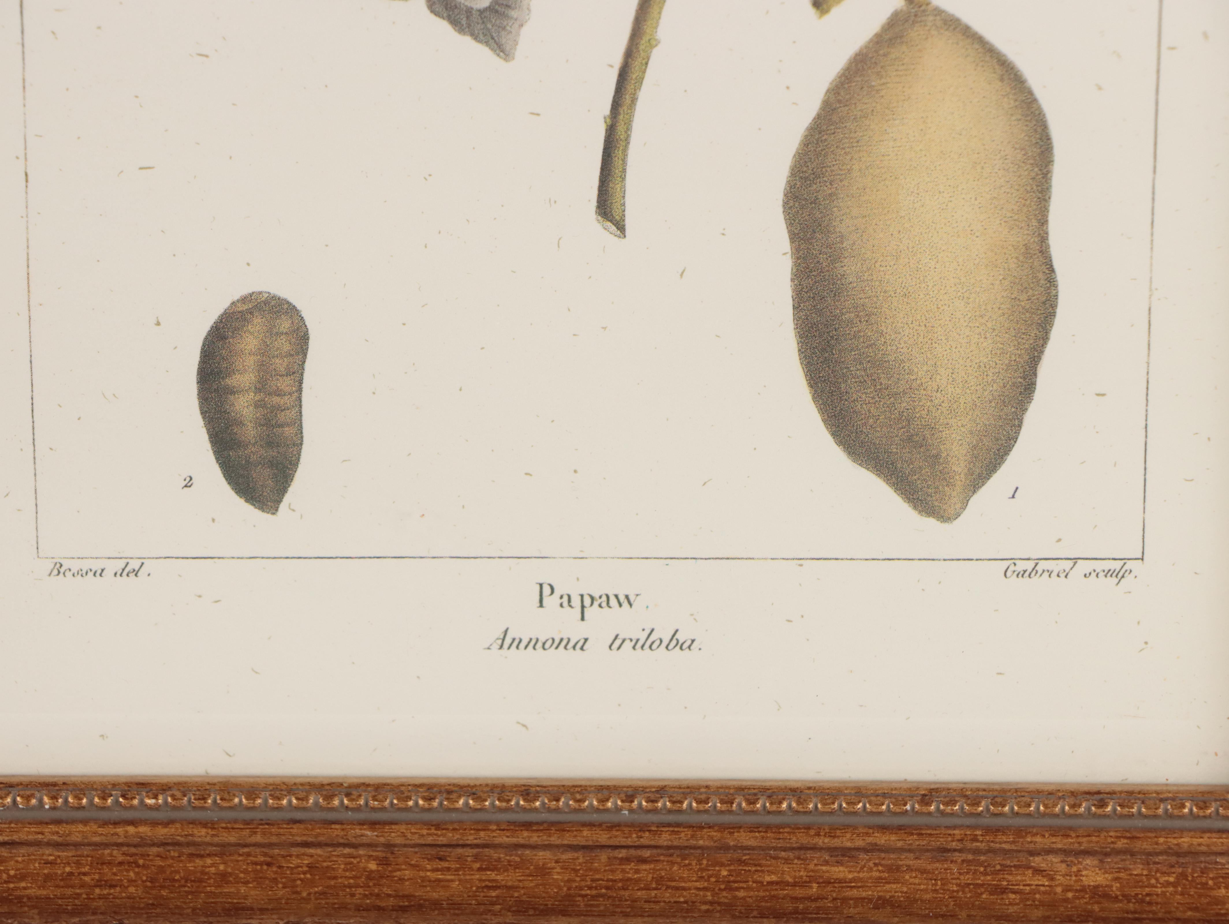 Offset Lithographs After Pancrace Bessa "Papaw," and More