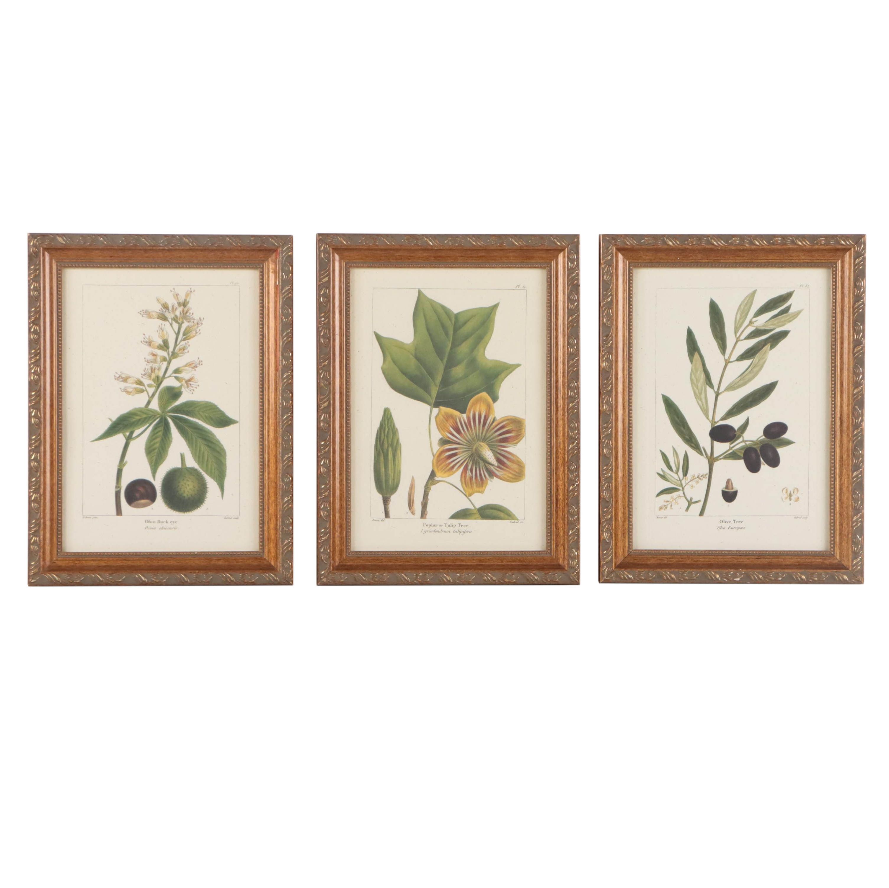 Offset Lithographs After Pancrace Bessa "Papaw," and More