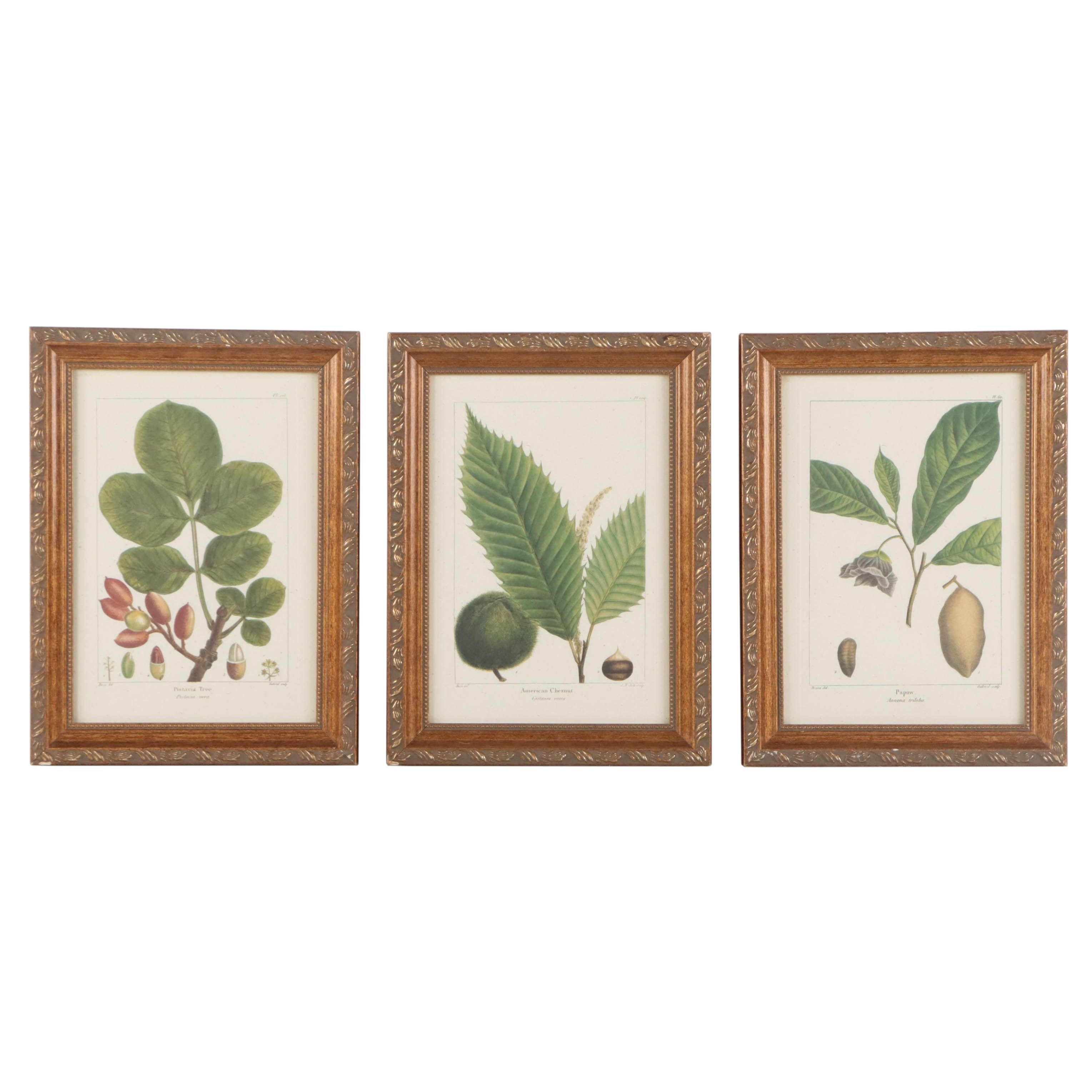 Offset Lithographs After Pancrace Bessa "Papaw," and More