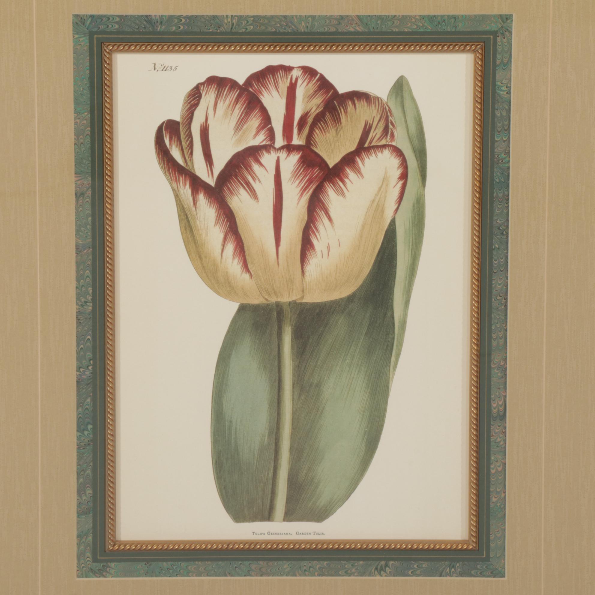 Floral Offset Lithographs "Garden Tulip" and "Magnolia Fraseri", Circa 2000