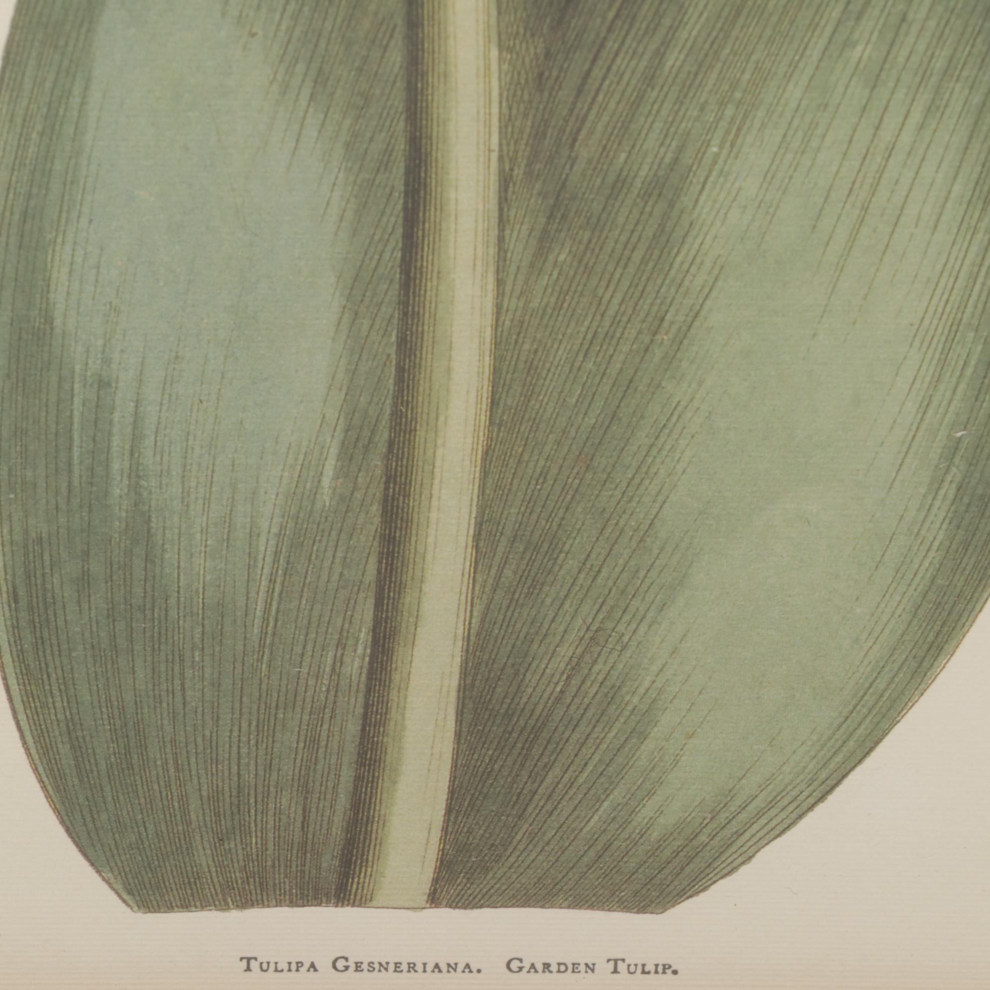 Floral Offset Lithographs "Garden Tulip" and "Magnolia Fraseri", Circa 2000