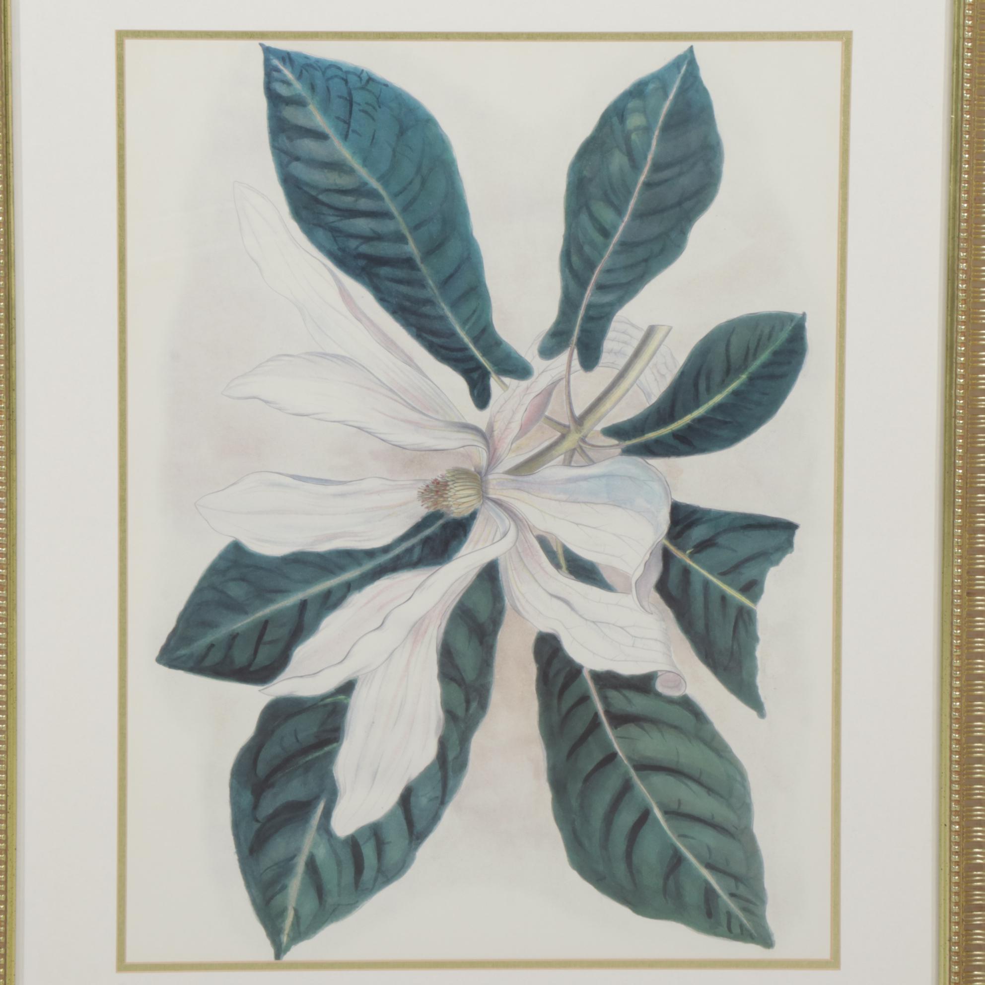 Floral Offset Lithographs "Garden Tulip" and "Magnolia Fraseri", Circa 2000