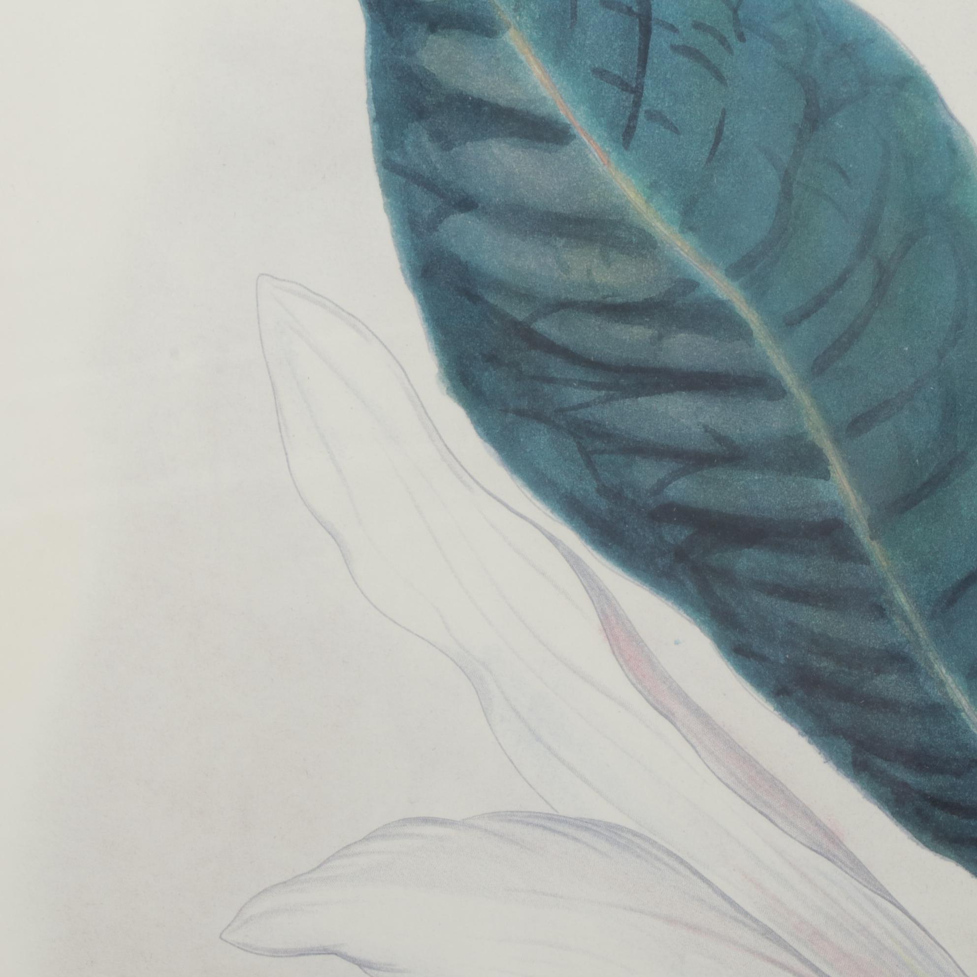 Floral Offset Lithographs "Garden Tulip" and "Magnolia Fraseri", Circa 2000