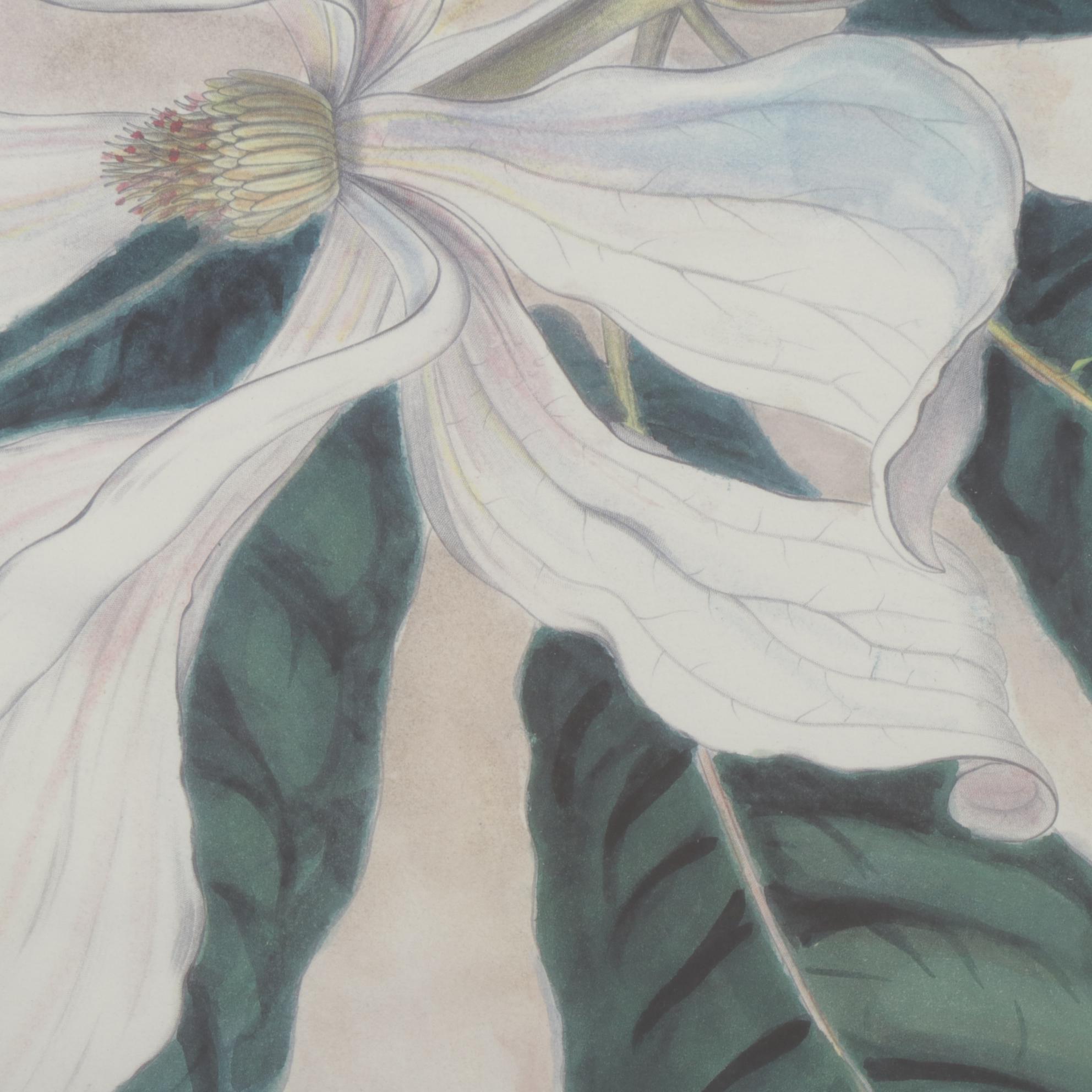 Floral Offset Lithographs "Garden Tulip" and "Magnolia Fraseri", Circa 2000