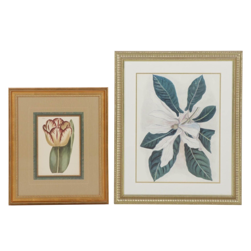 Floral Offset Lithographs "Garden Tulip" and "Magnolia Fraseri", Circa 2000