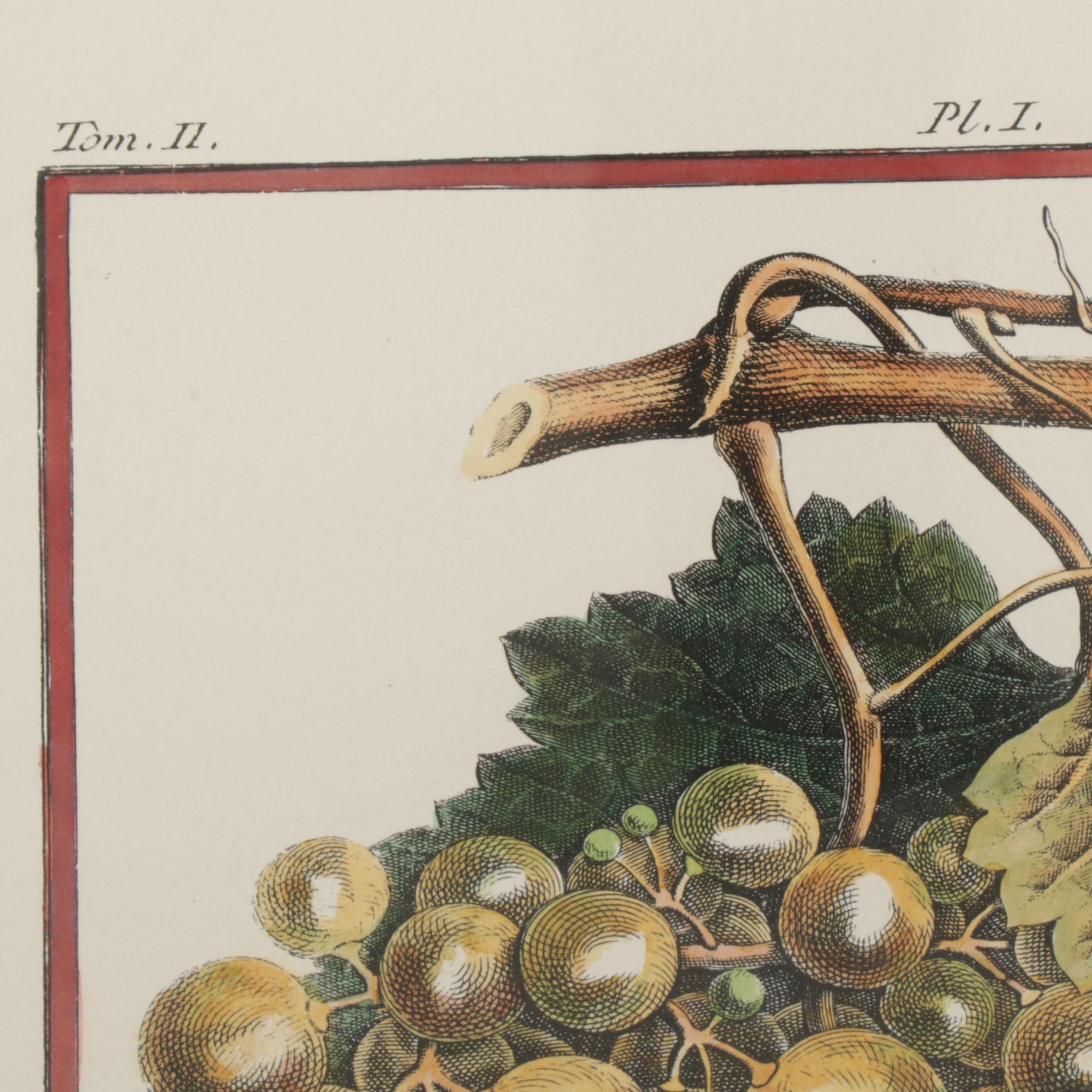 Fruit Hand-Colored Lithographs After Abbé Le Berriays, Late 20th Century
