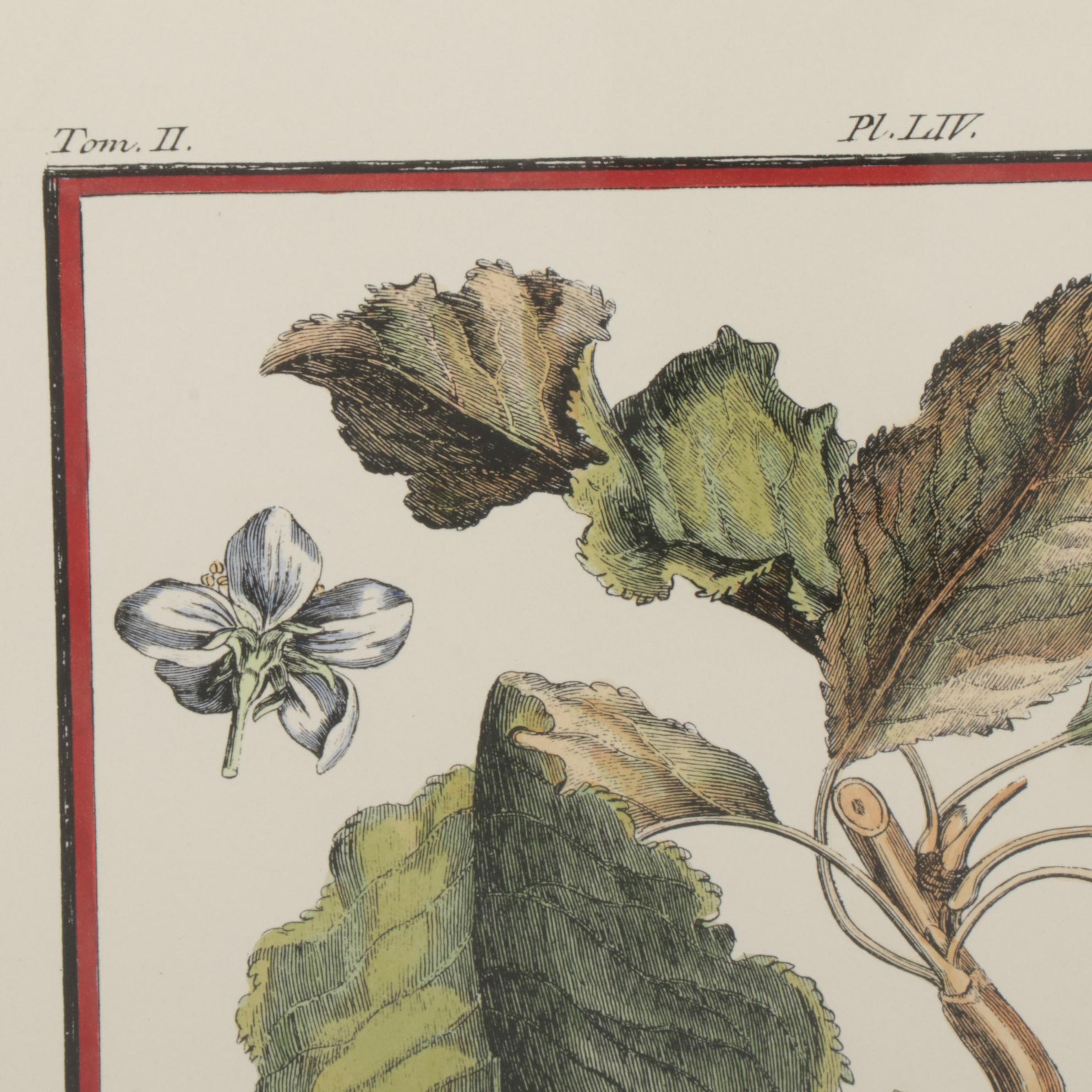 Fruit Hand-Colored Lithographs After Abbé Le Berriays, Late 20th Century