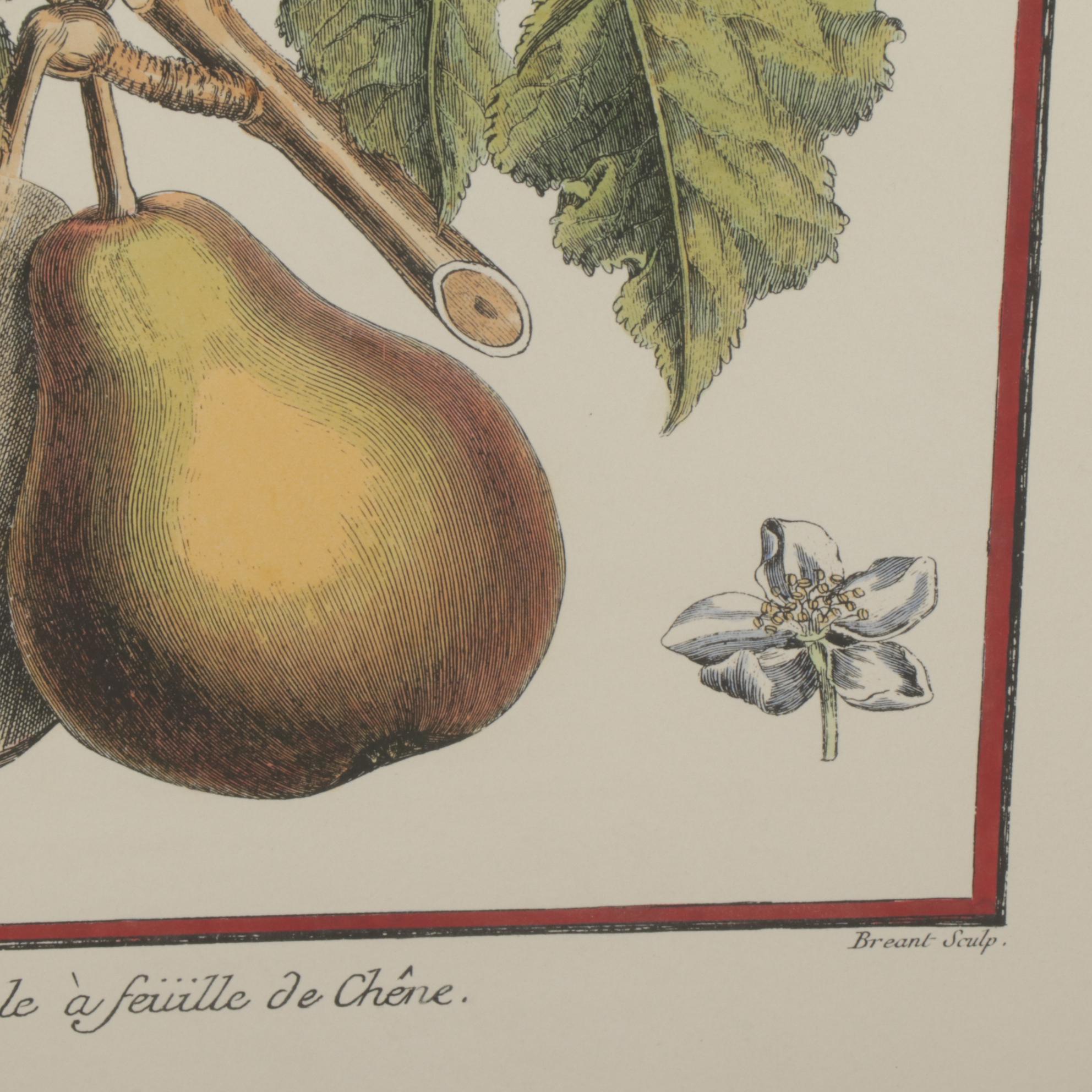 Fruit Hand-Colored Lithographs After Abbé Le Berriays, Late 20th Century