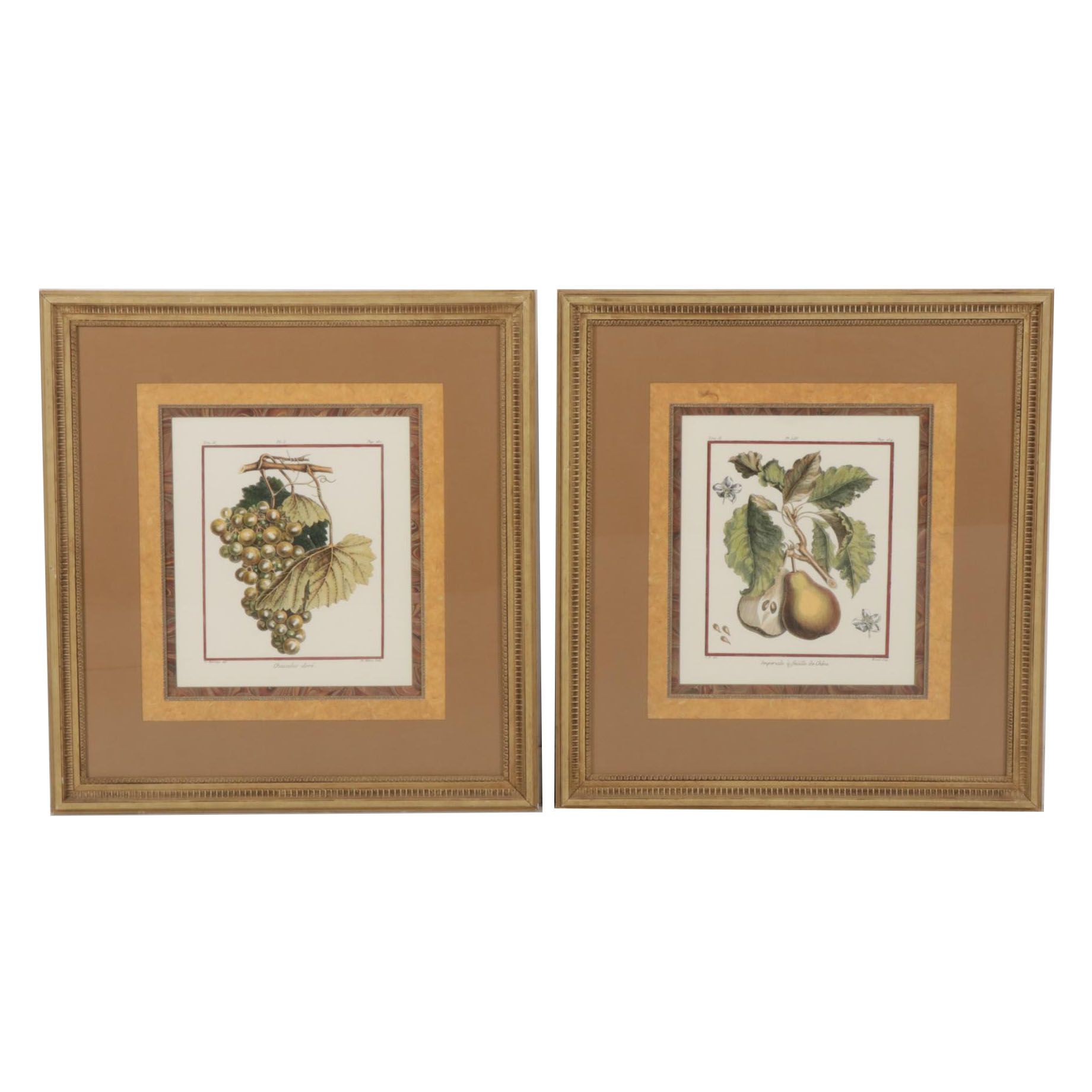 Fruit Hand-Colored Lithographs After Abbé Le Berriays, Late 20th Century