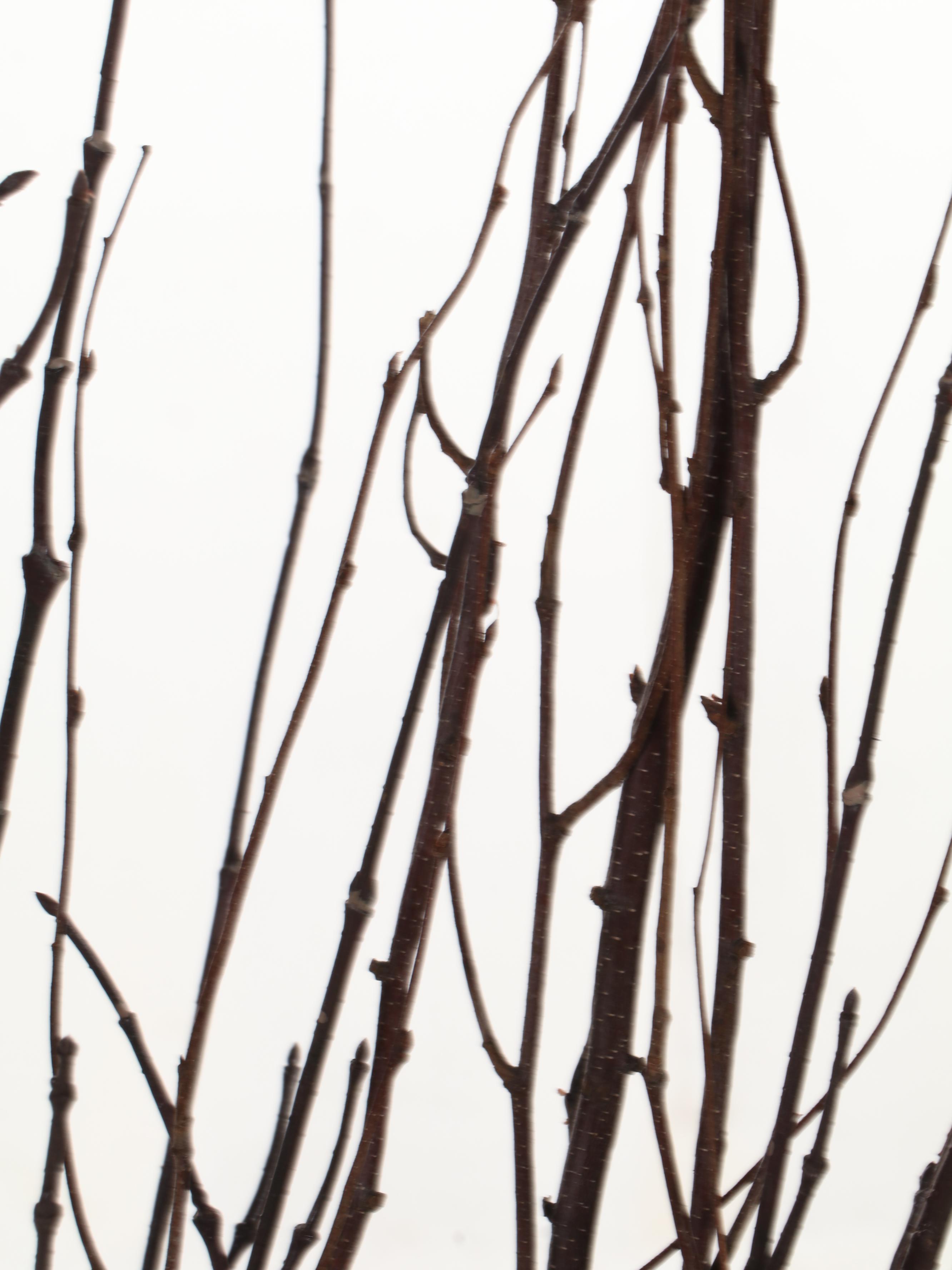 Lion and Ring Handled Brass Umbrella Stand with Branches