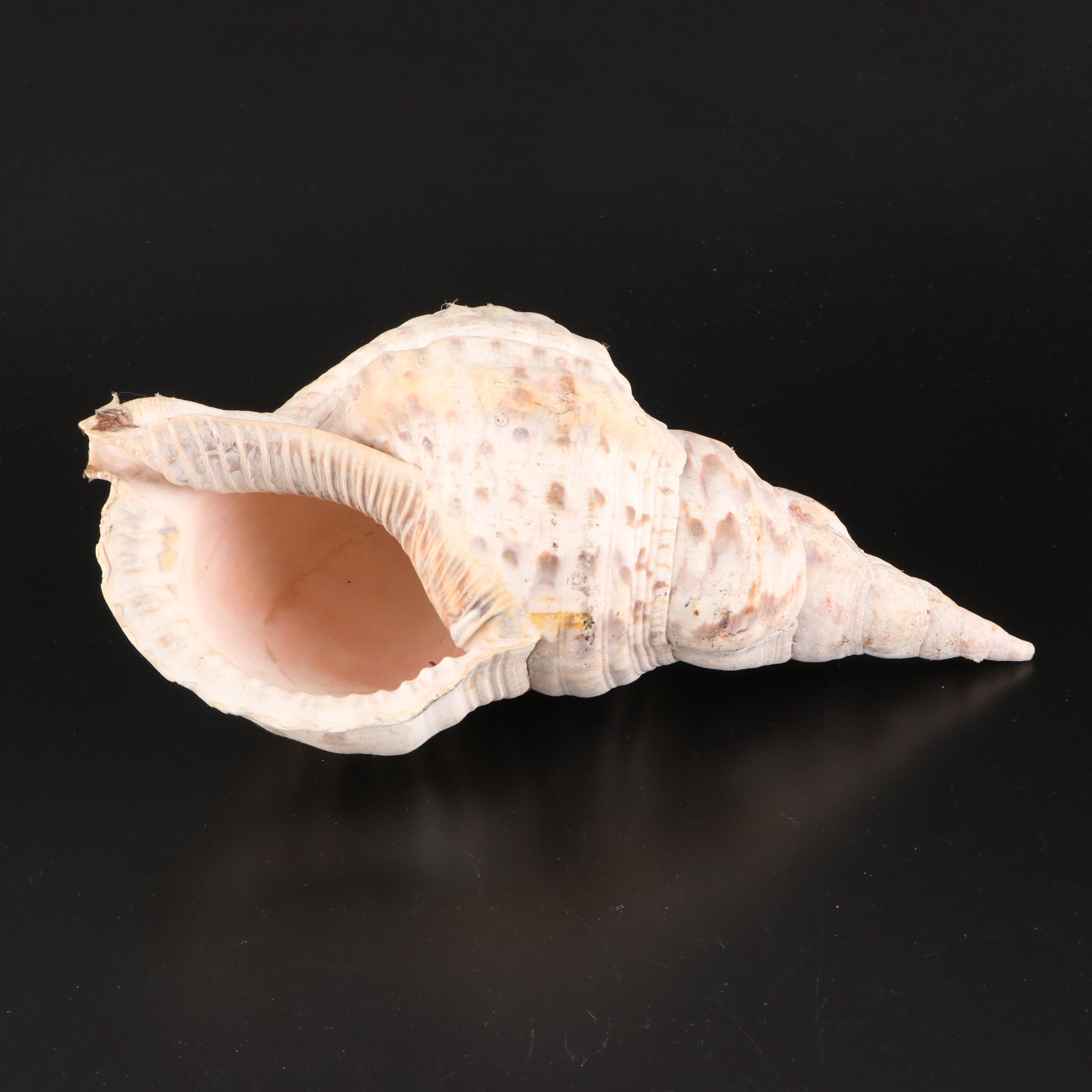 Resin Coral Wall Mirror with Queen Conch and Giant Triton Shells