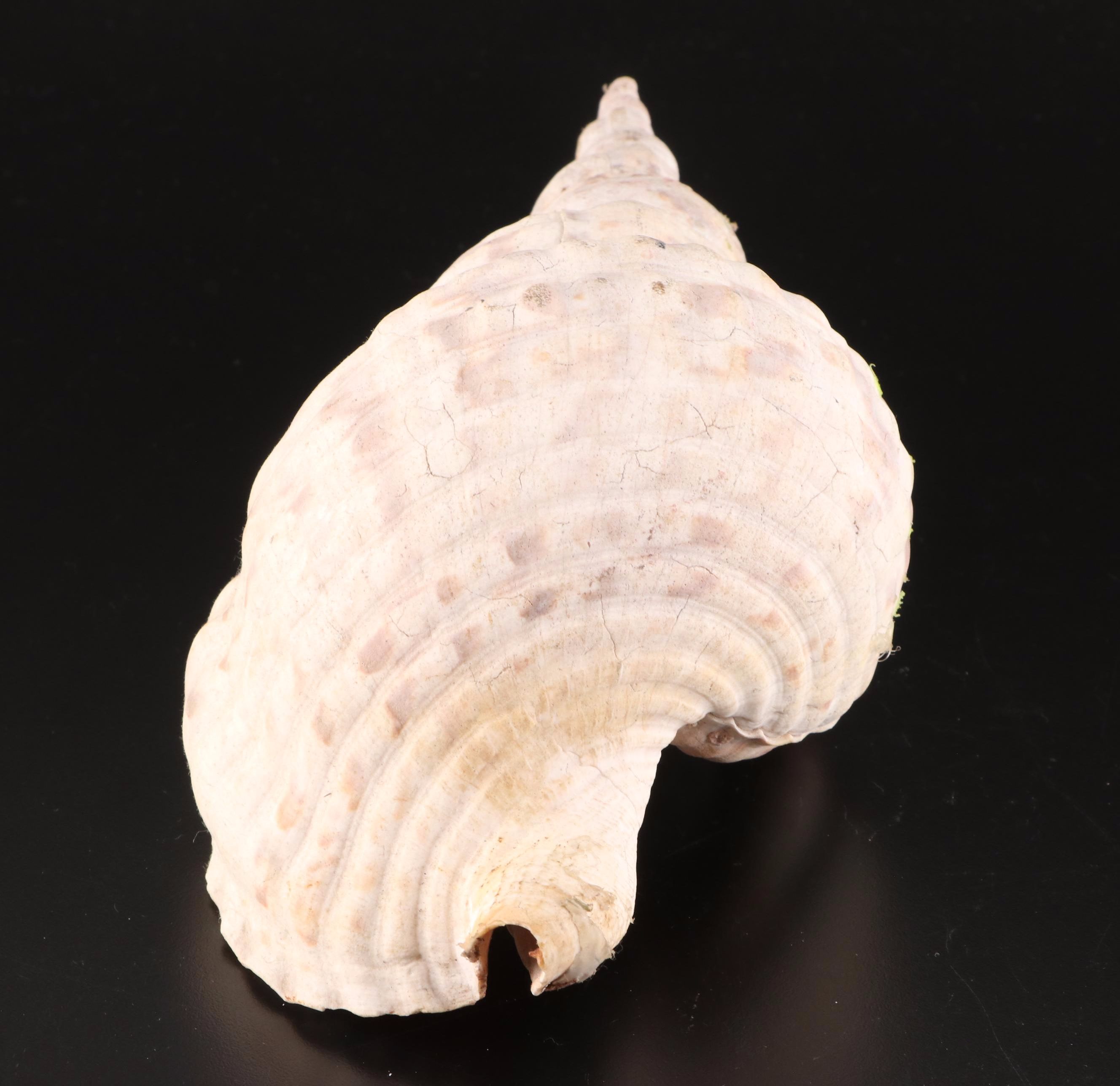 Resin Coral Wall Mirror with Queen Conch and Giant Triton Shells