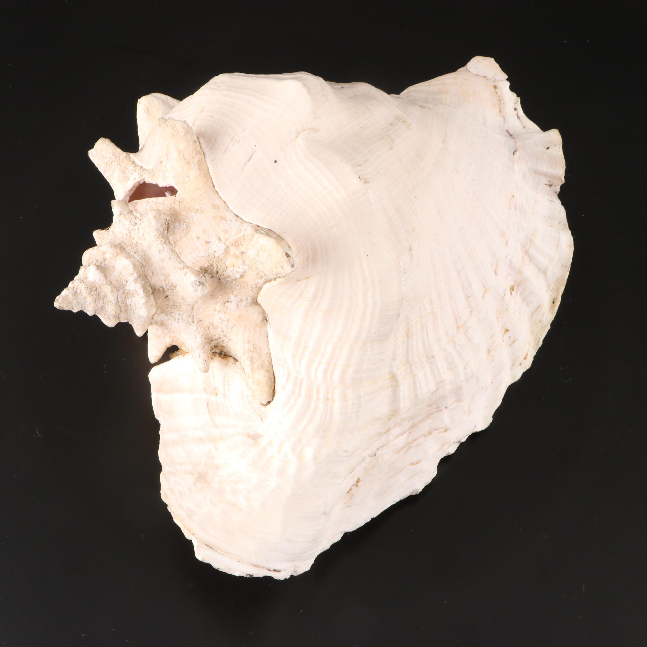 Resin Coral Wall Mirror with Queen Conch and Giant Triton Shells