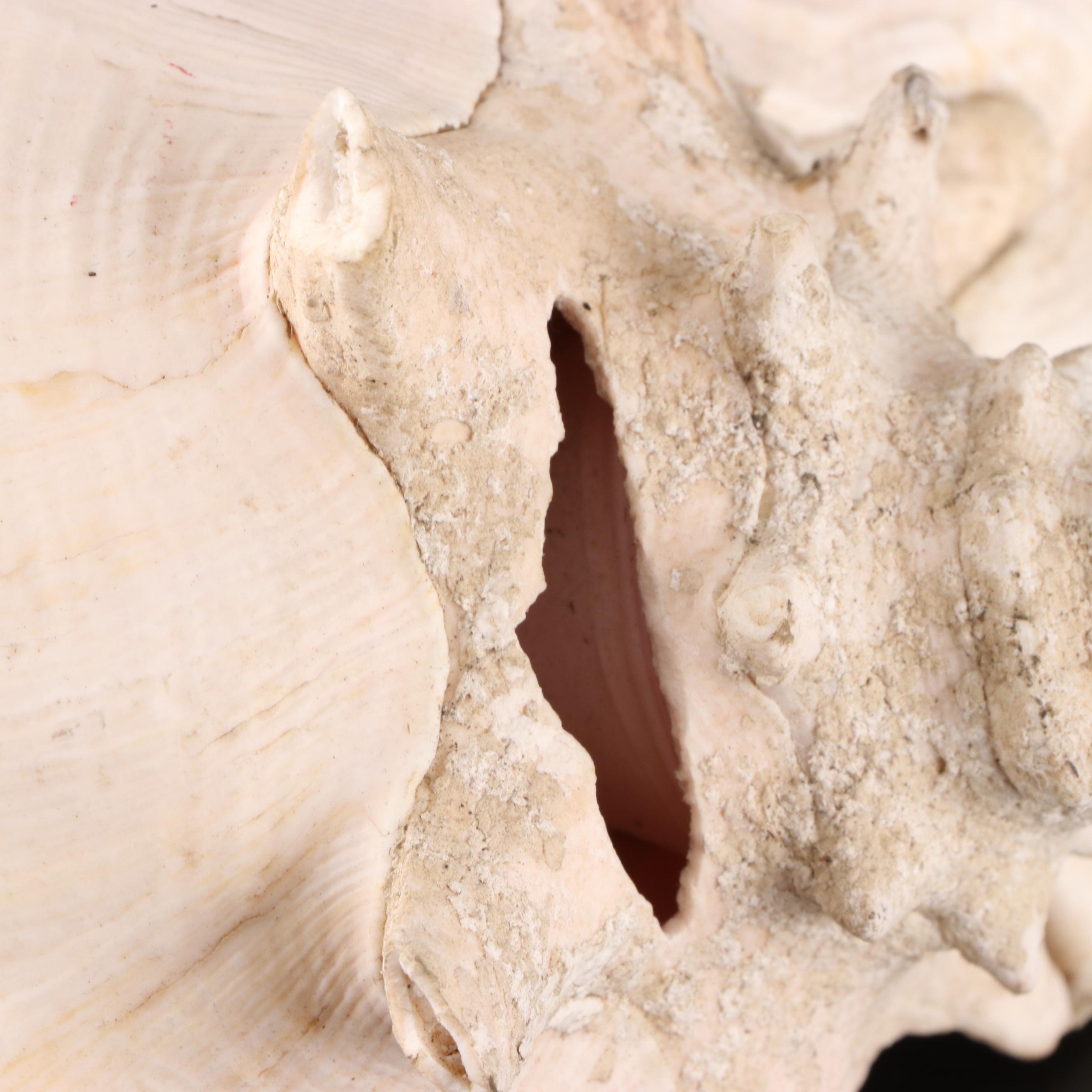 Resin Coral Wall Mirror with Queen Conch and Giant Triton Shells