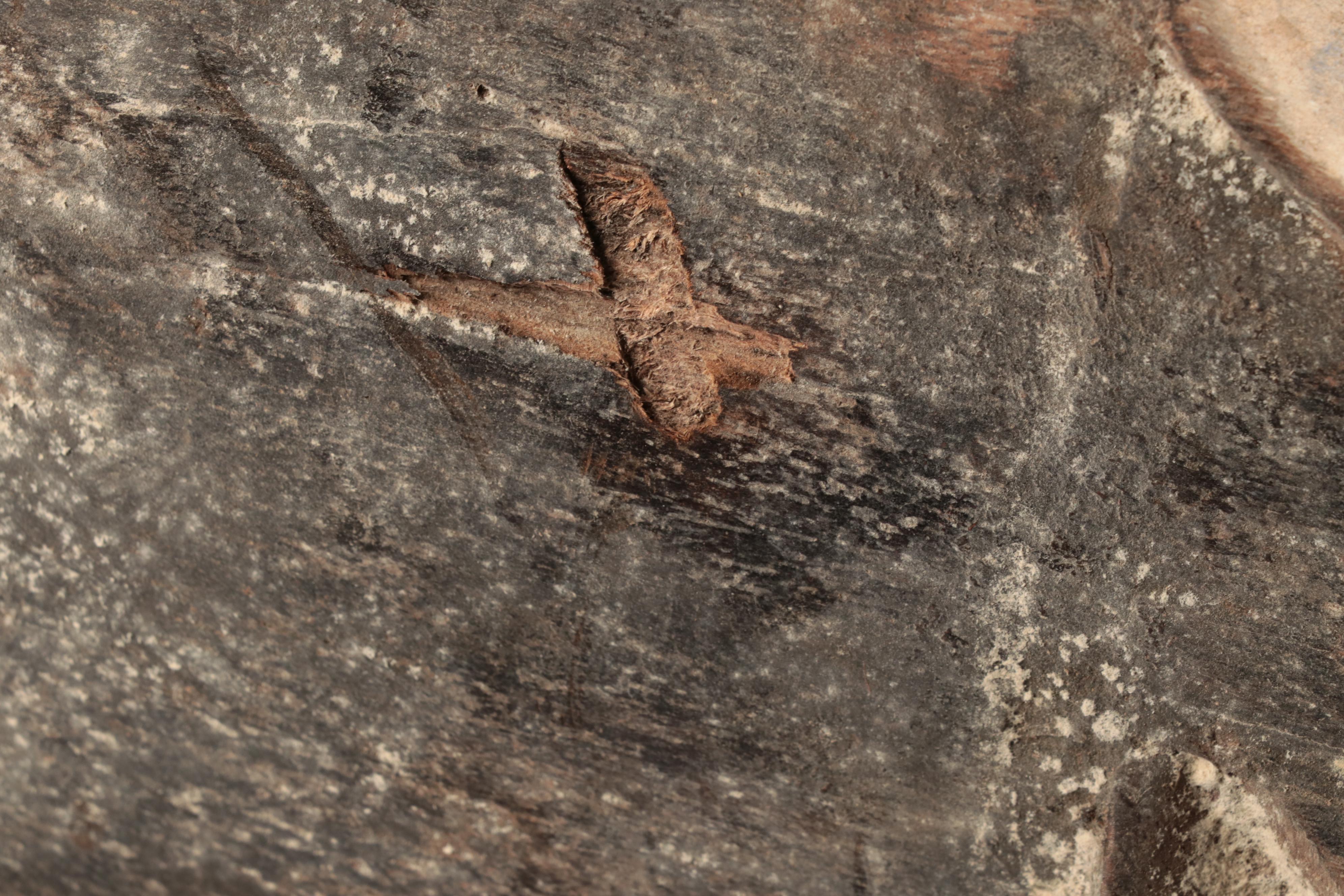 Fang and Lega Style Wooden Masks, Central Africa