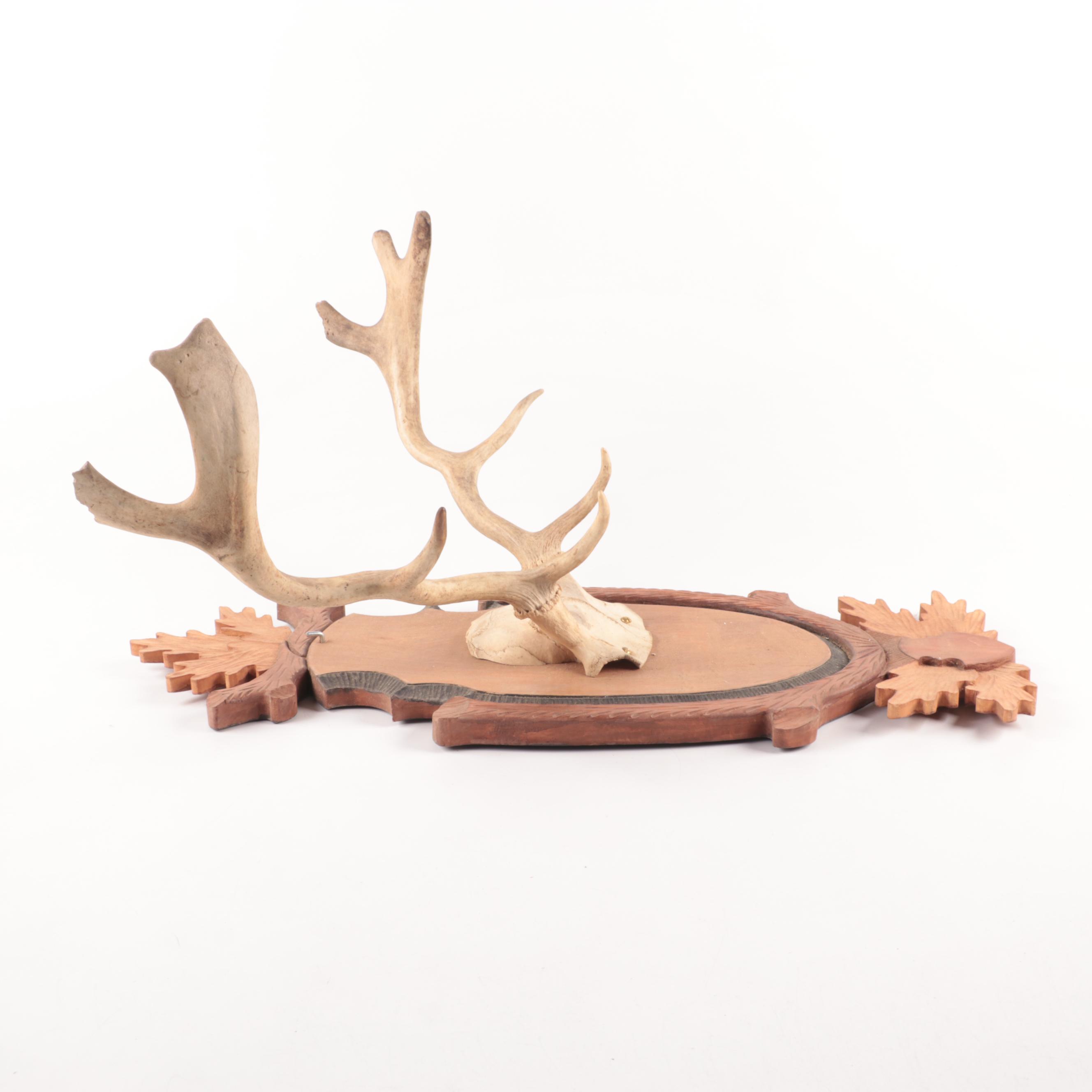 Taxidermy European Mount Fallow Deer Antlers on Black Forest Style Plaque