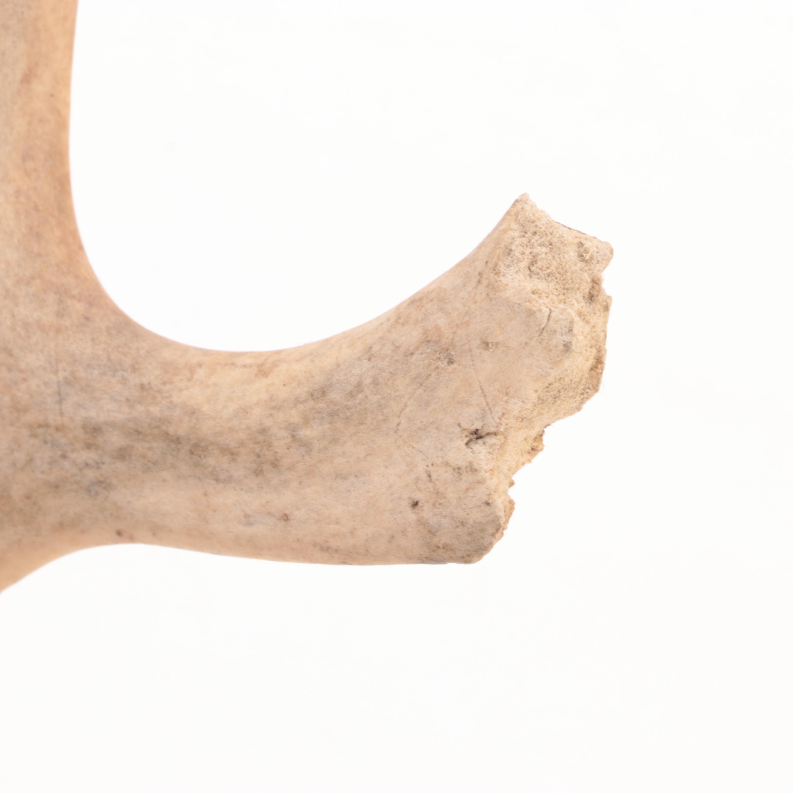 Taxidermy European Mount Fallow Deer Antlers on Black Forest Style Plaque