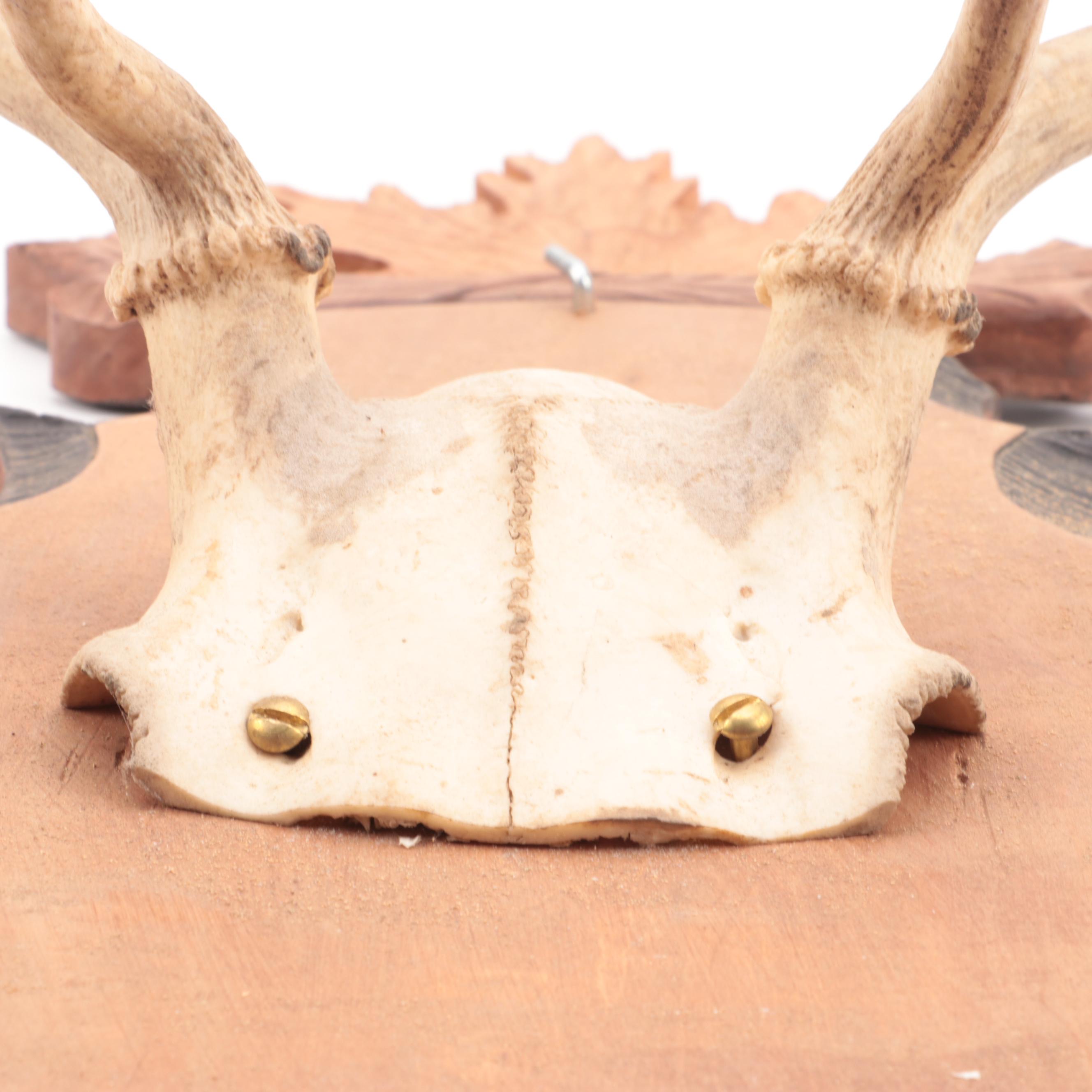 Taxidermy European Mount Fallow Deer Antlers on Black Forest Style Plaque