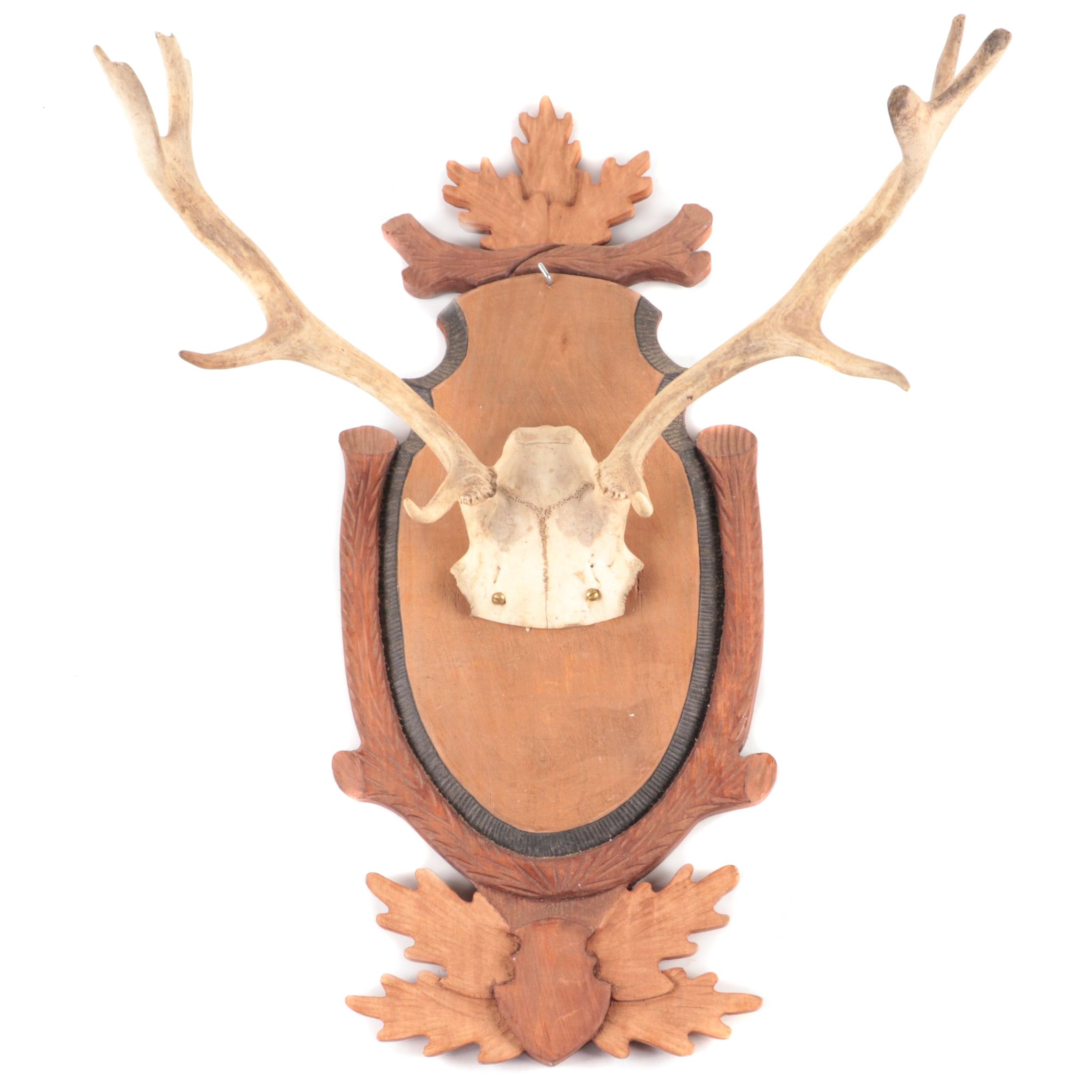 Taxidermy European Mount Fallow Deer Antlers on Black Forest Style Plaque