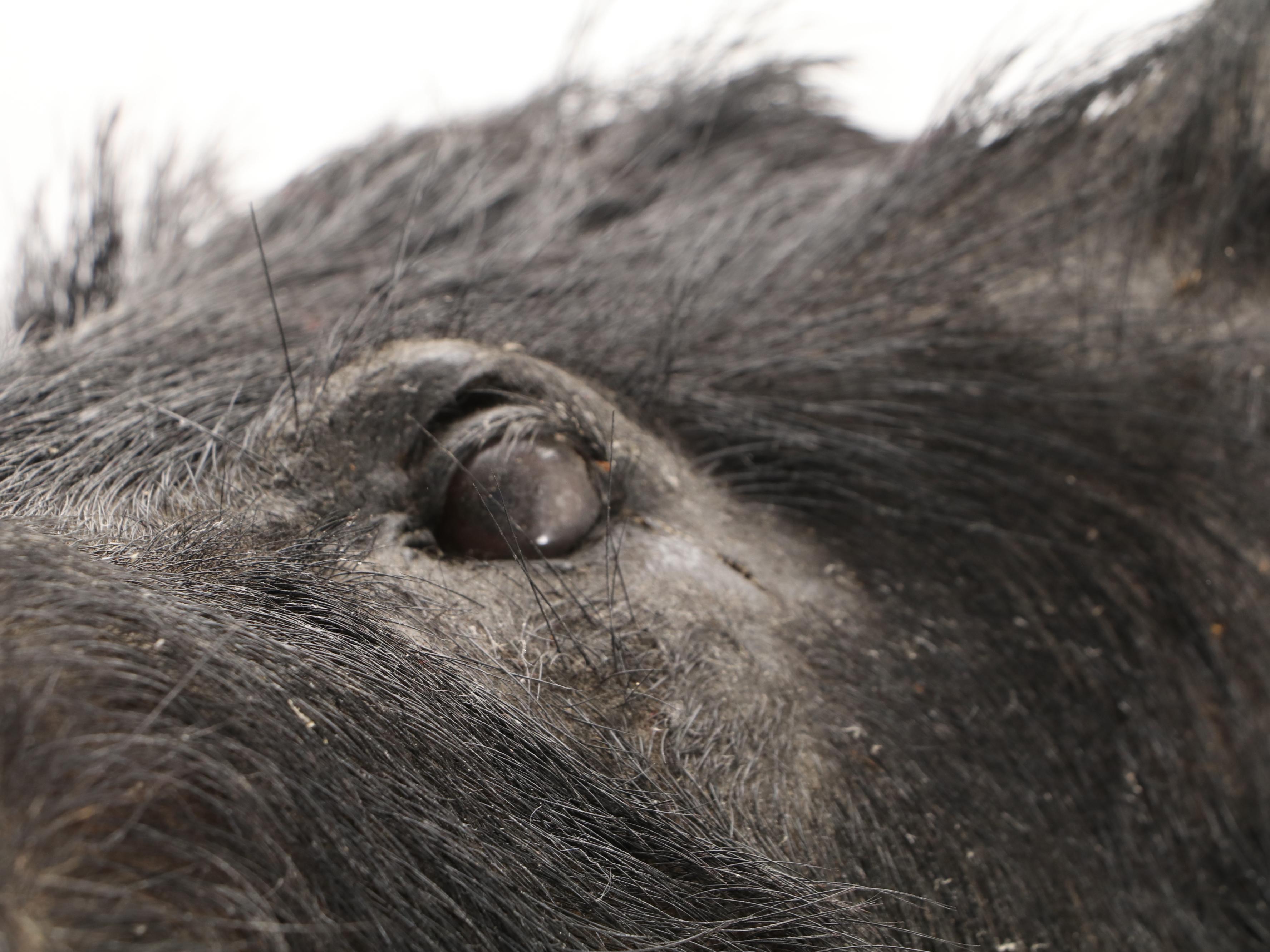 Taxidermy Wild Boar Shoulder Mount With Hooved Gun Rack