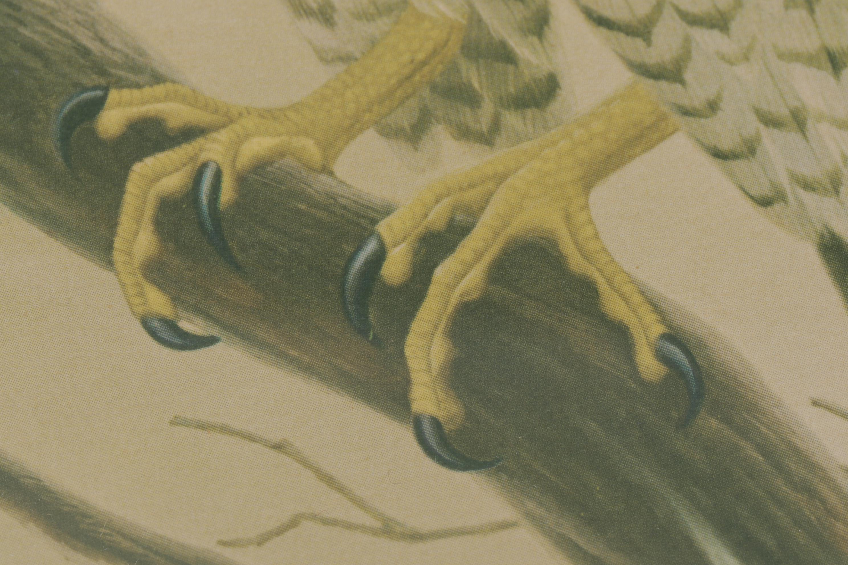 John Ruthven Offset Lithograph "Peregrine Falcon," 1974