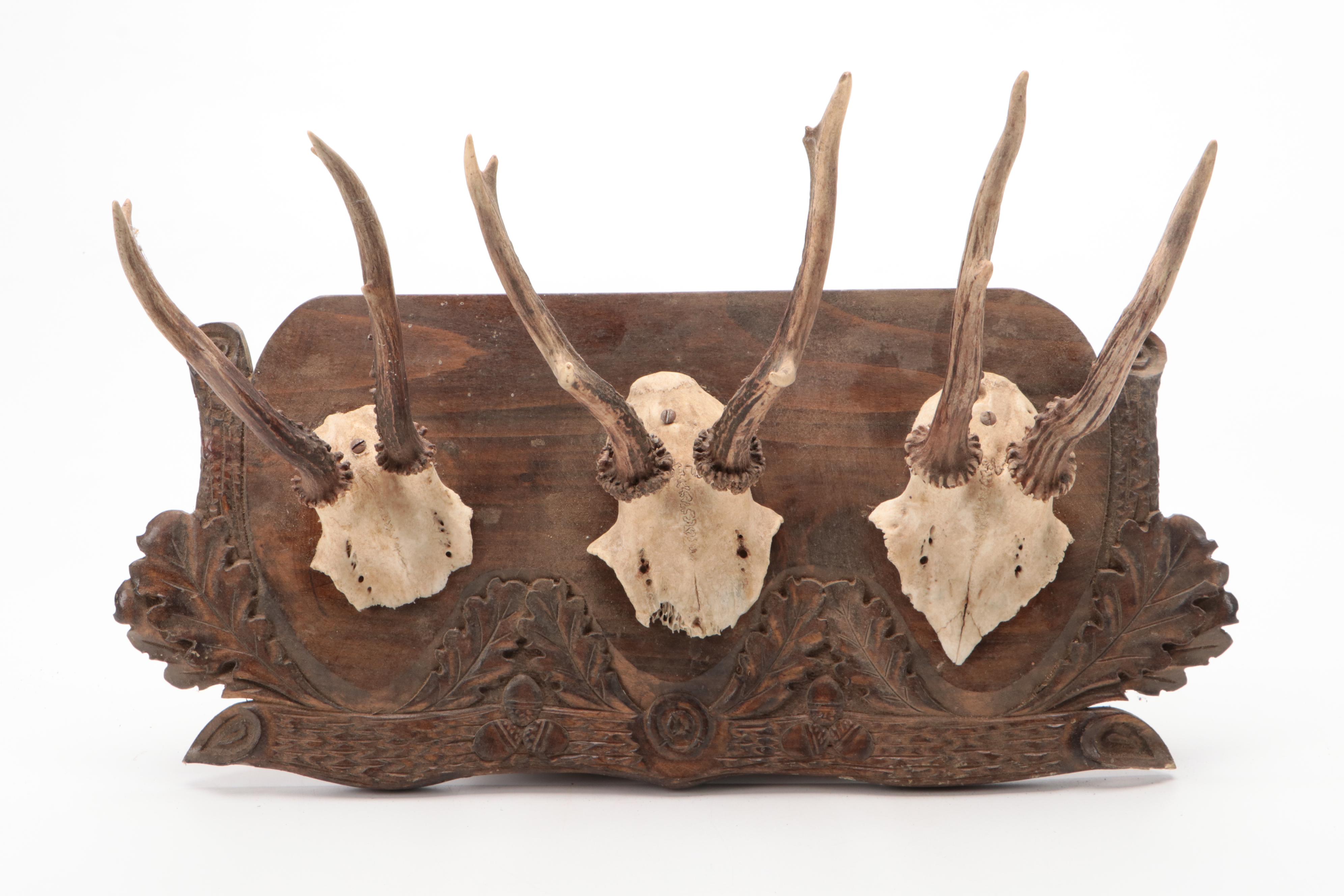 Antler Mount Collection with Carved Wood Plaques