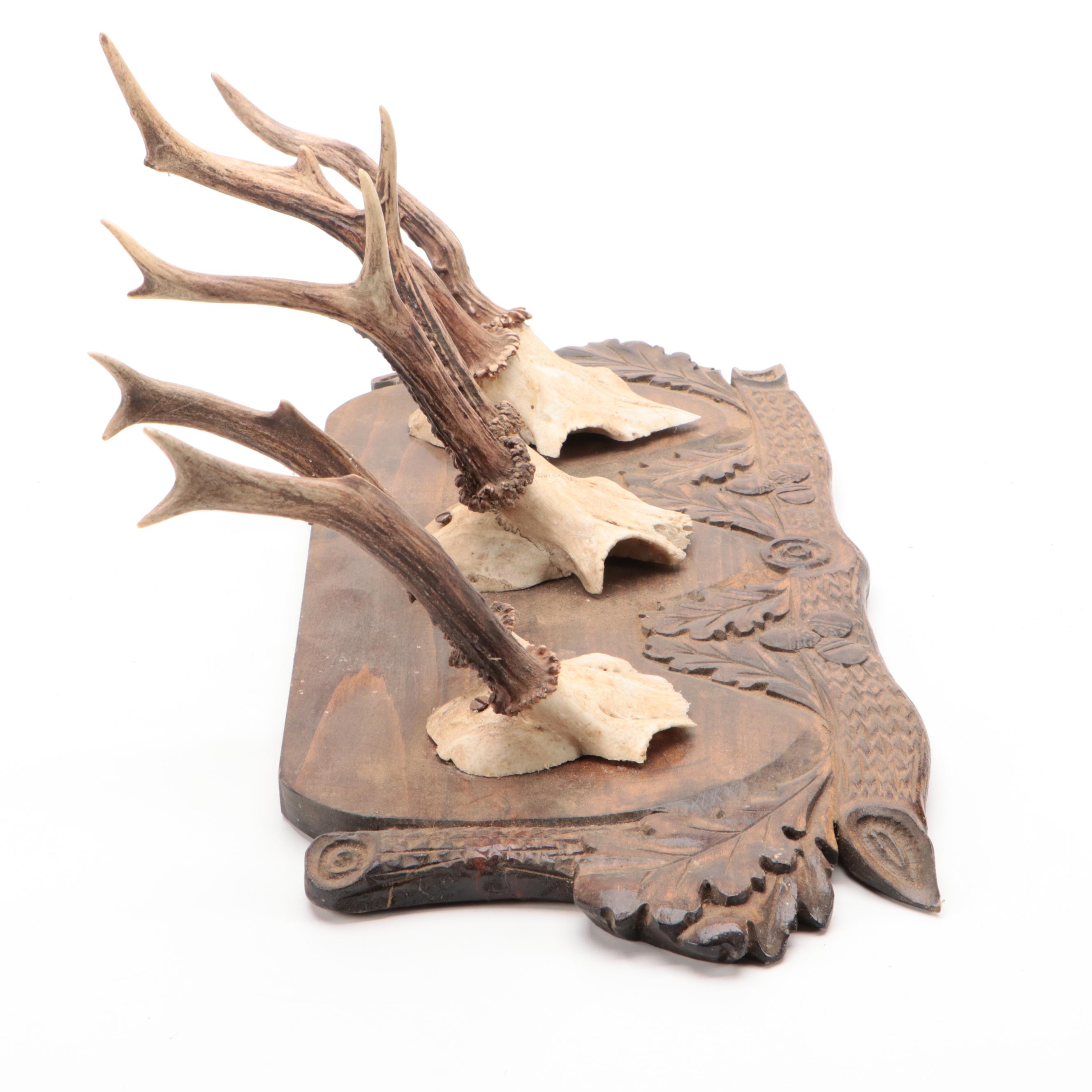 Antler Mount Collection with Carved Wood Plaques