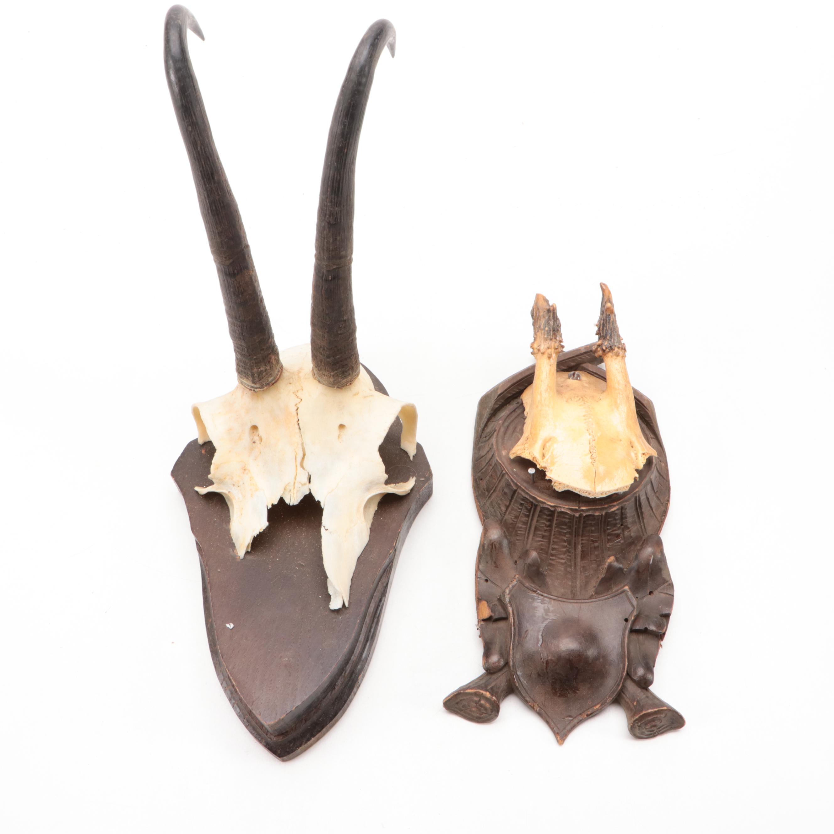 Antler Mount Collection with Carved Wood Plaques