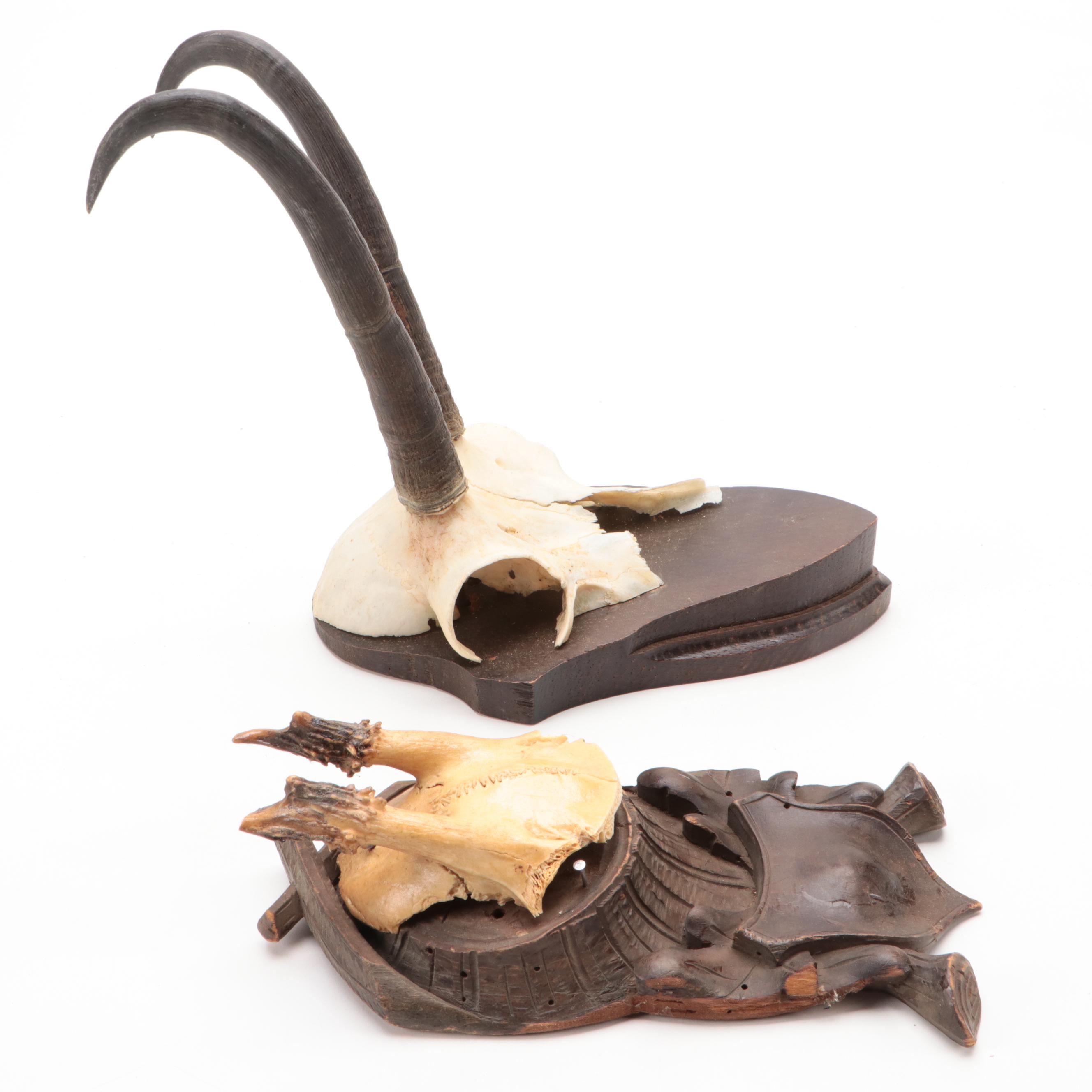 Antler Mount Collection with Carved Wood Plaques