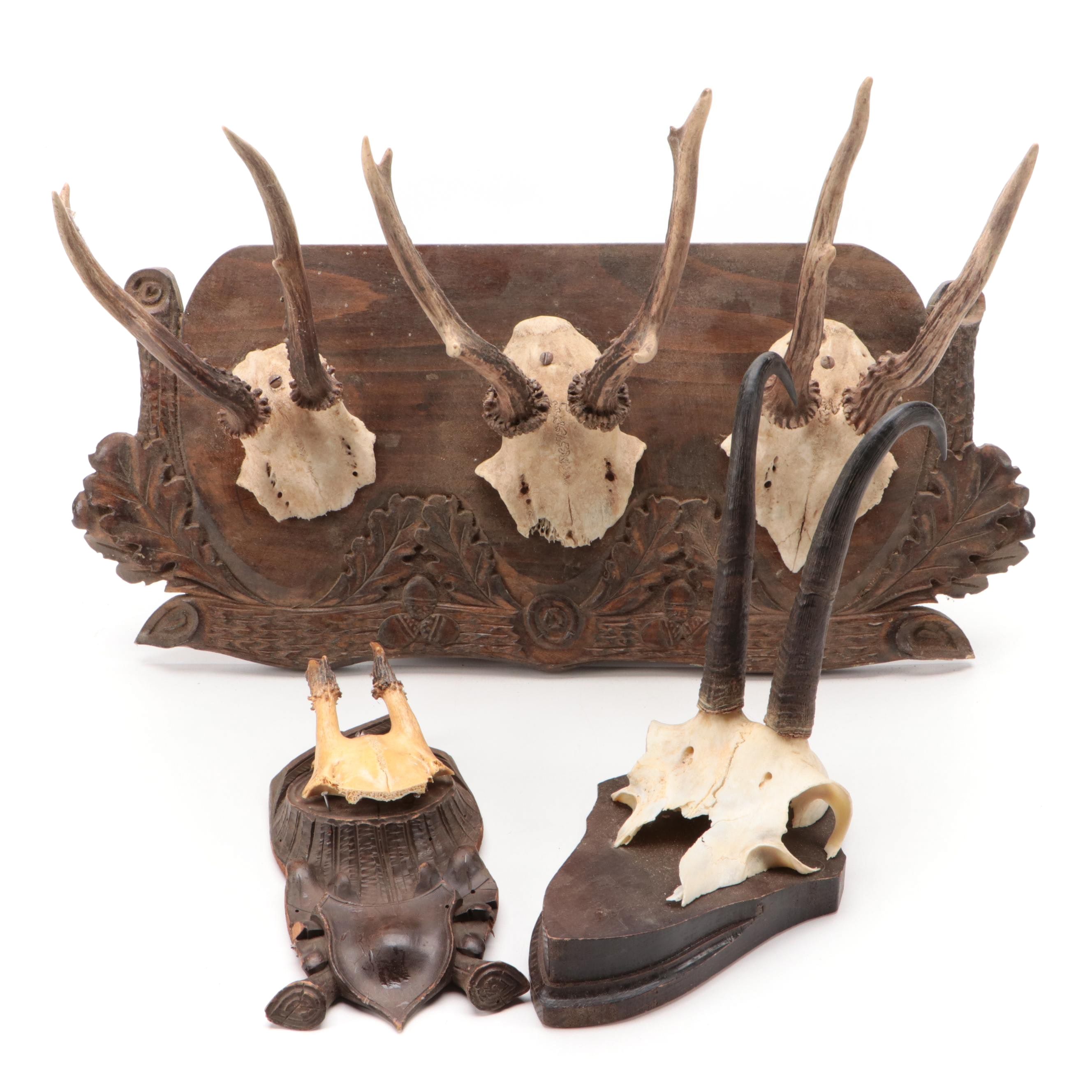 Antler Mount Collection with Carved Wood Plaques