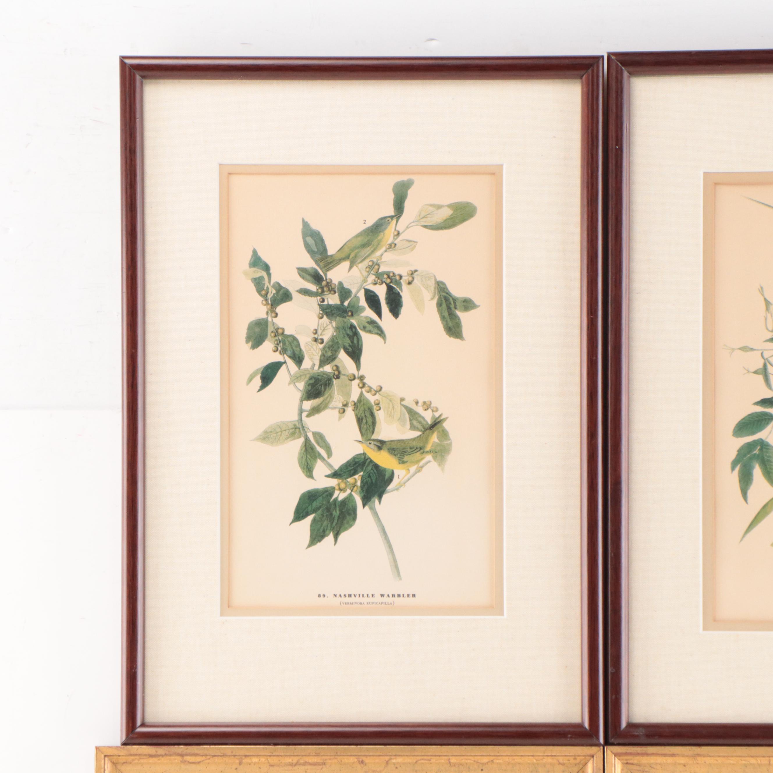 Set of Botanical Prints Including "Nashville Warbler" After John J. Audubon
