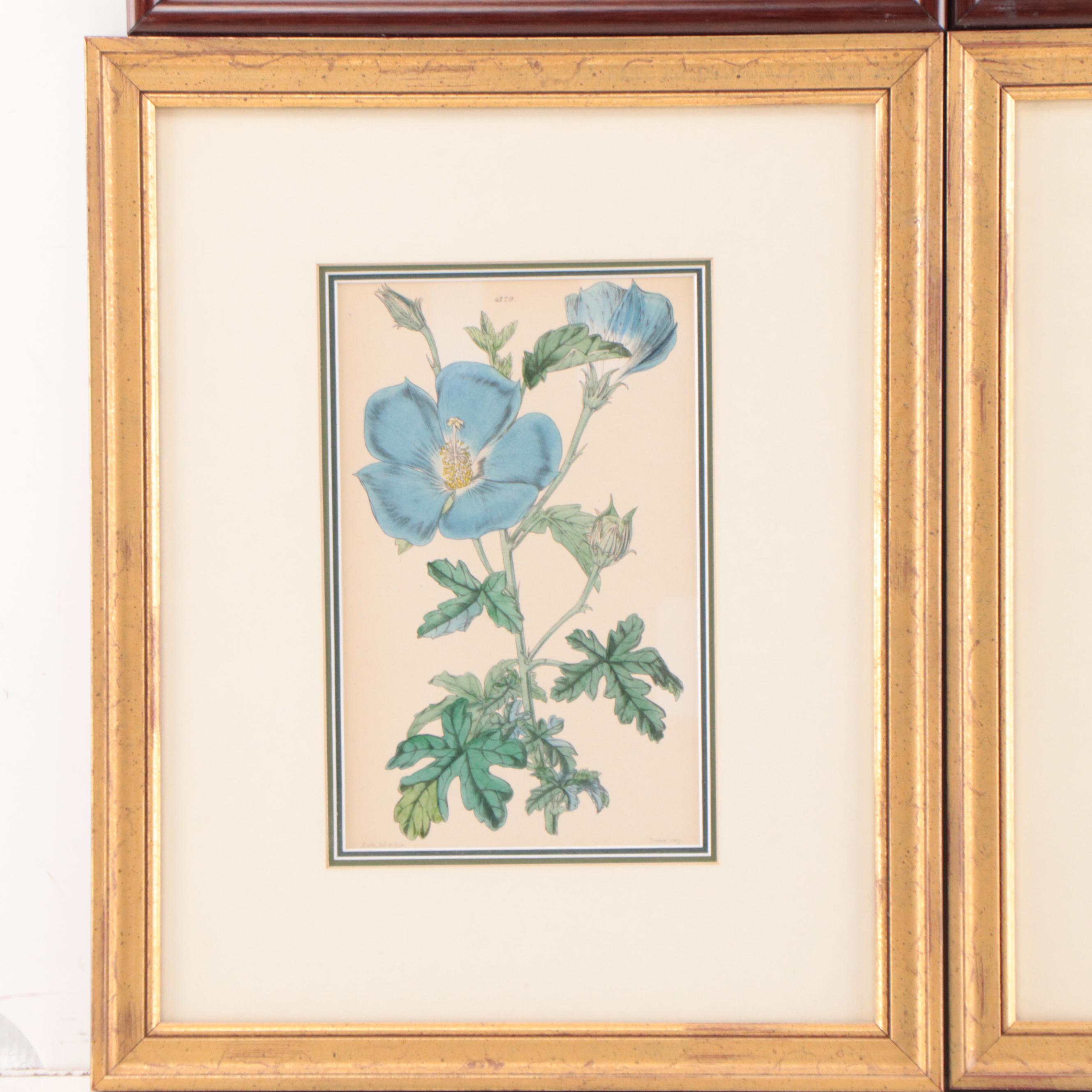 Set of Botanical Prints Including "Nashville Warbler" After John J. Audubon