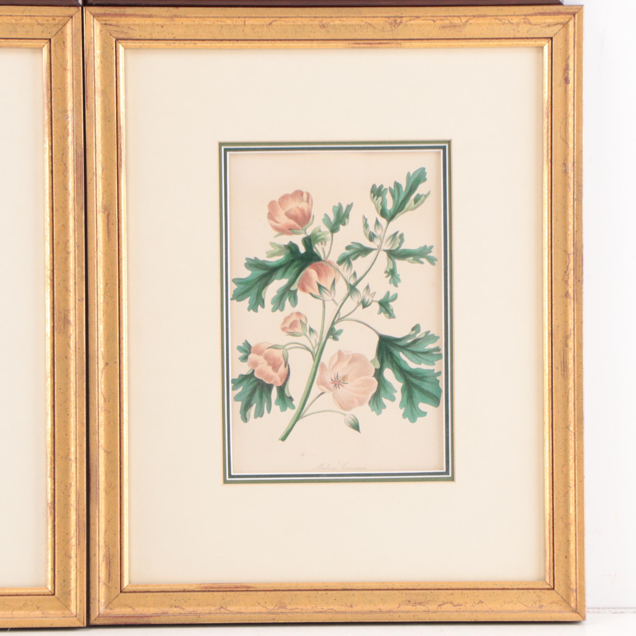 Set of Botanical Prints Including "Nashville Warbler" After John J. Audubon