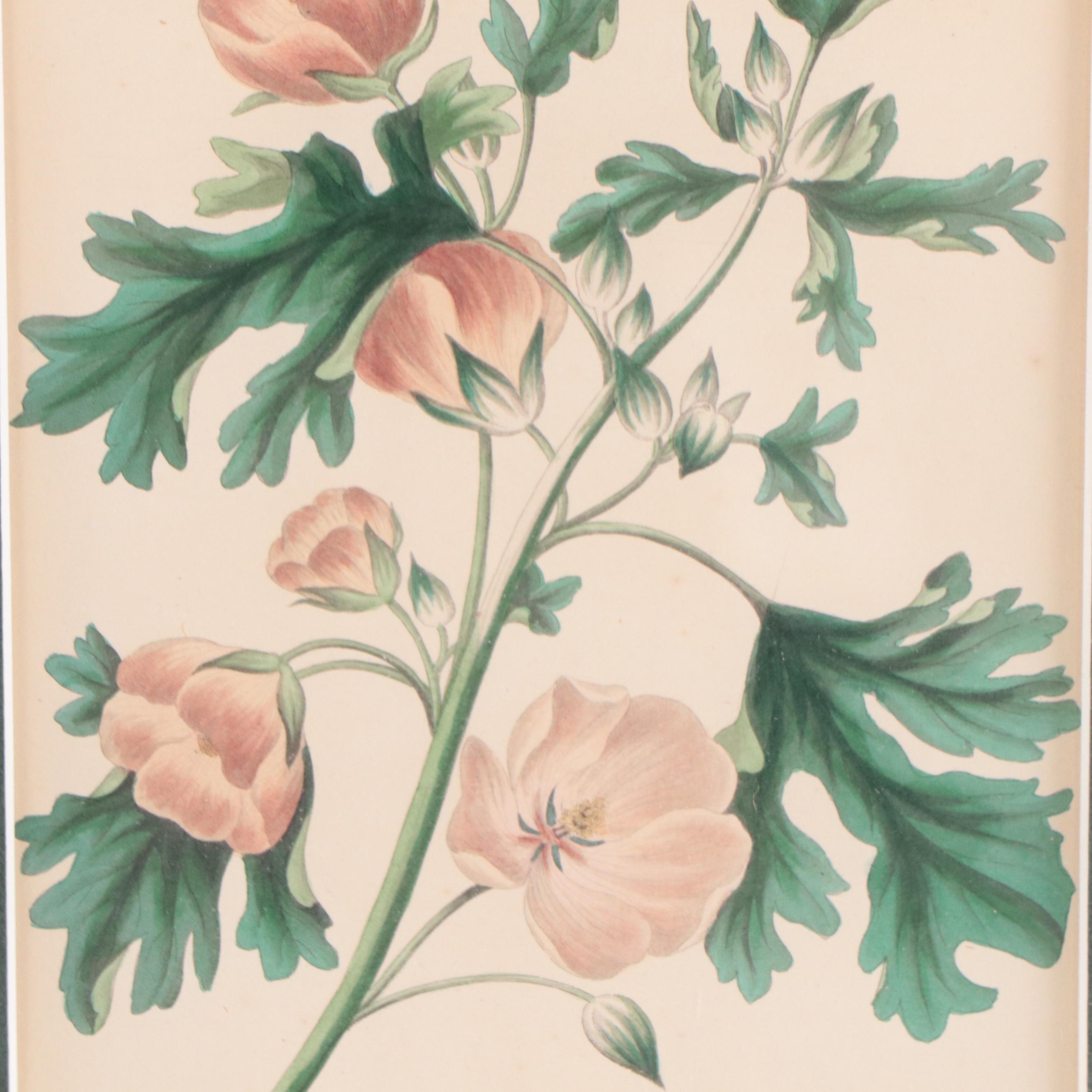 Set of Botanical Prints Including "Nashville Warbler" After John J. Audubon